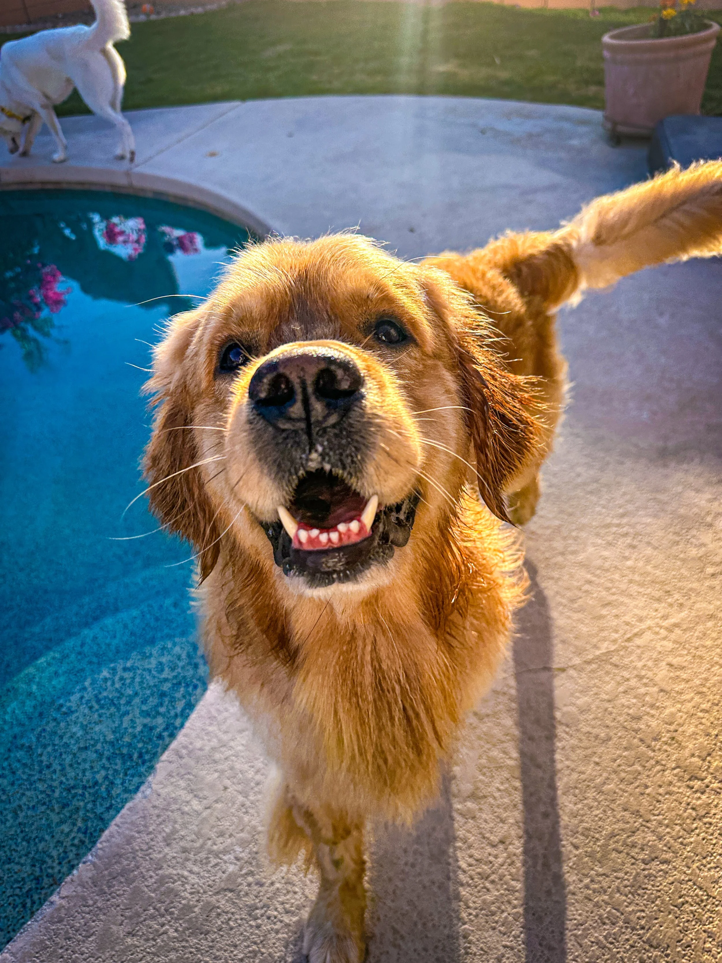 Close-up of a happy Golden Retriever dog outdoors near a swimming pool, with a dog in the background and potted plants visible -Dog Board & Train in La Quinta CA