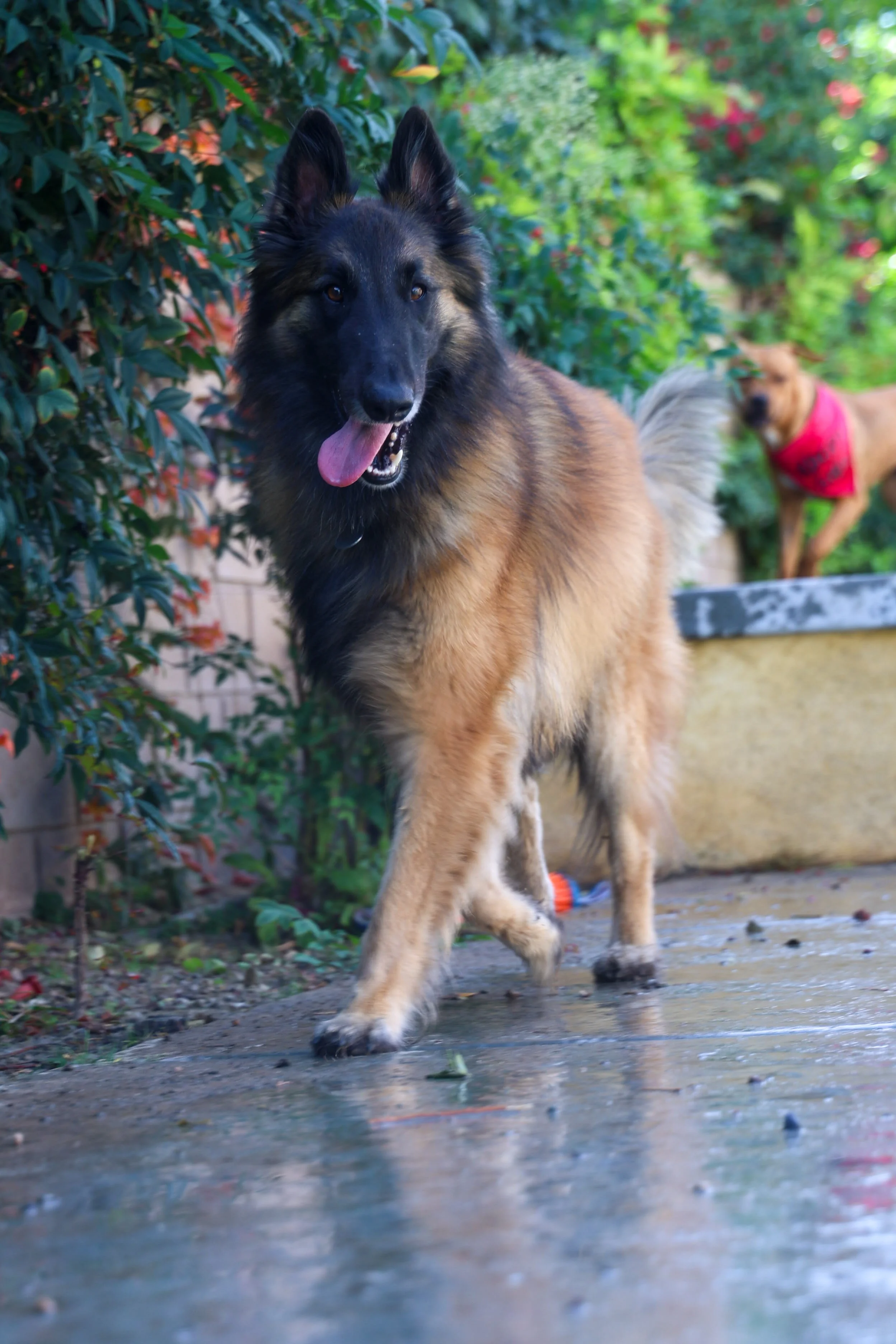 A Belgian Tervuren dog with a black face and tan fur standing on a wet patio with greenery in the background, a second dog with a red bandana in the background.