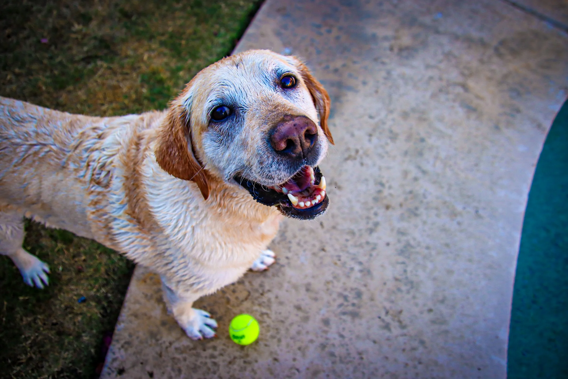 Wet golden retriever dog looking up with mouth open, seated next to a neon yellow tennis ball on outdoor concrete and grass- Dog Overnight Boarding in La Quinta CA
