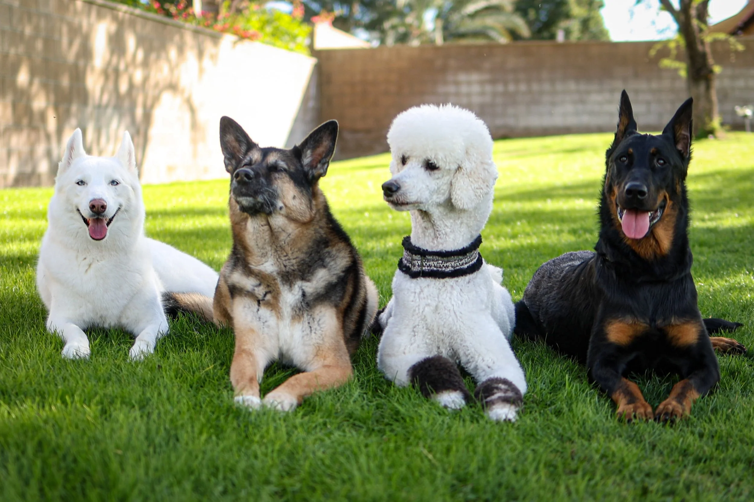 Four dogs of different breeds sitting on grass in a backyard with a brick wall and trees in the background.