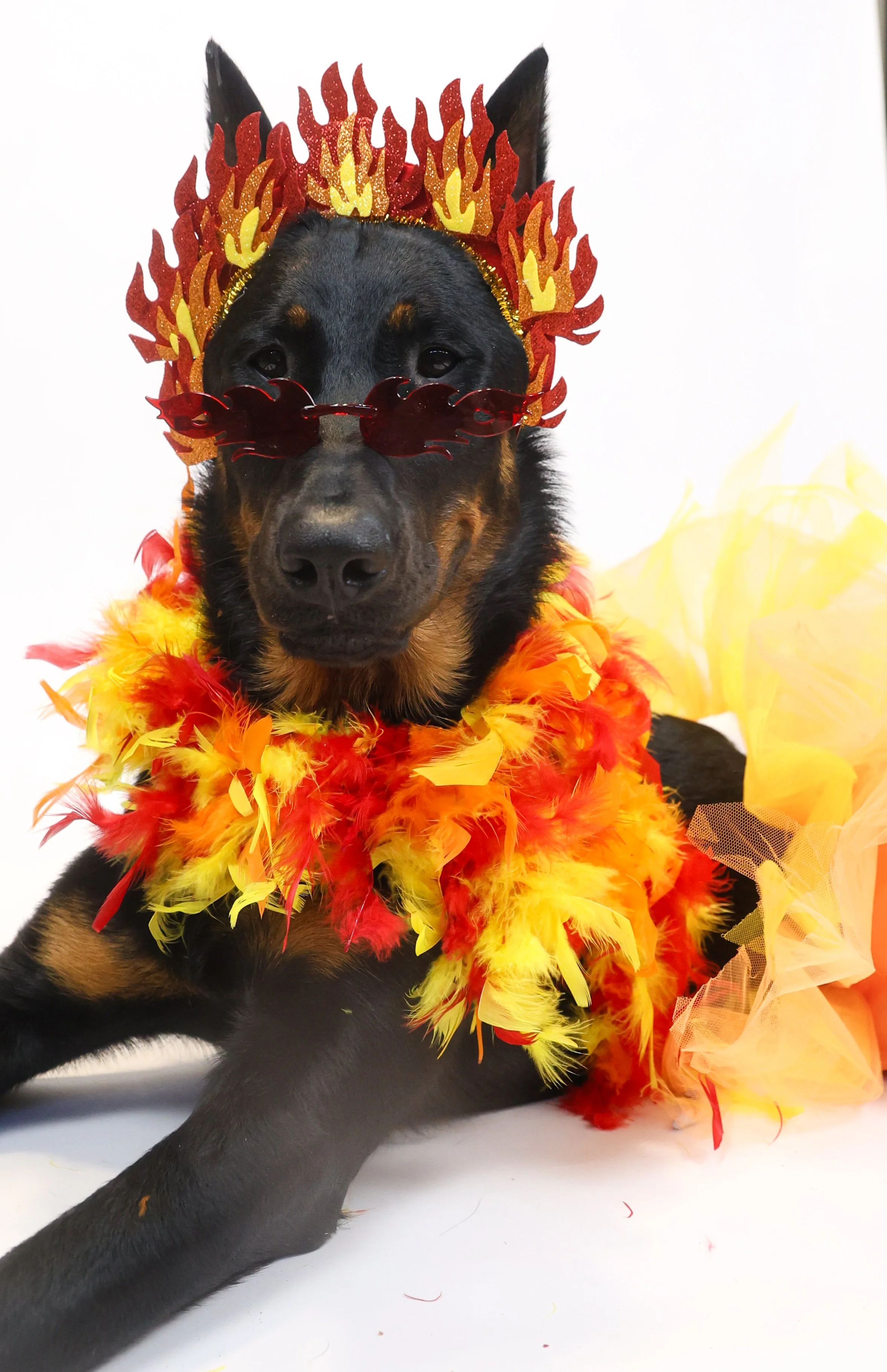 Dog Halloween Photoshoot, Beauceron, in La Quinta CA