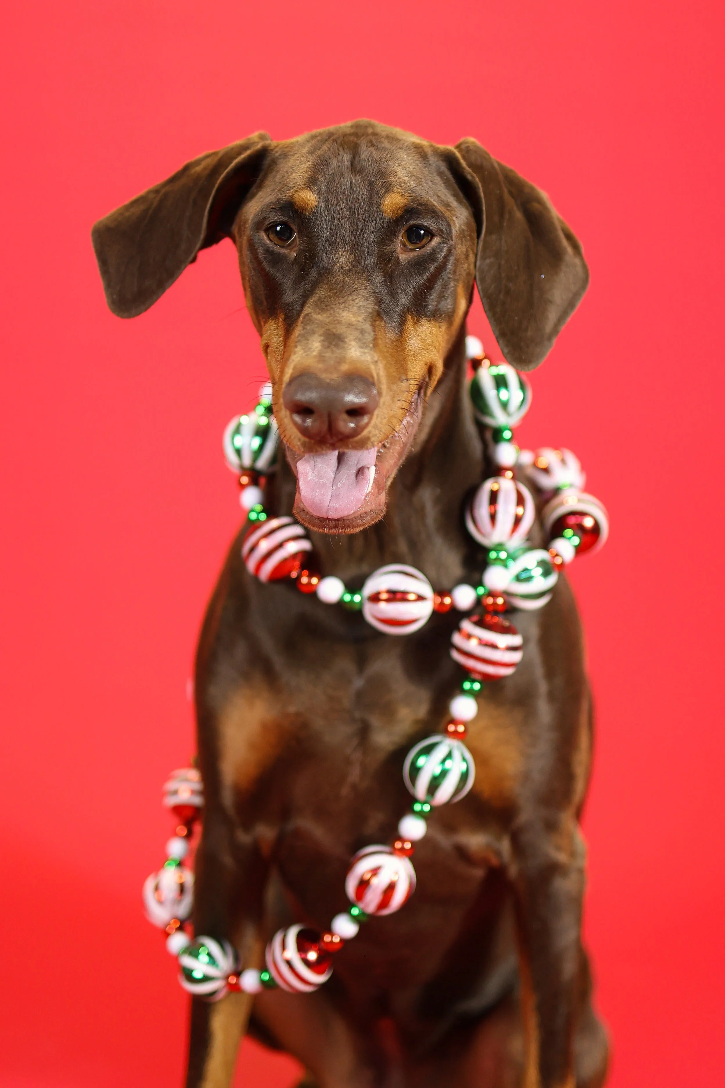 Christmas Photoshoot, Doberman, in La Quinta CA