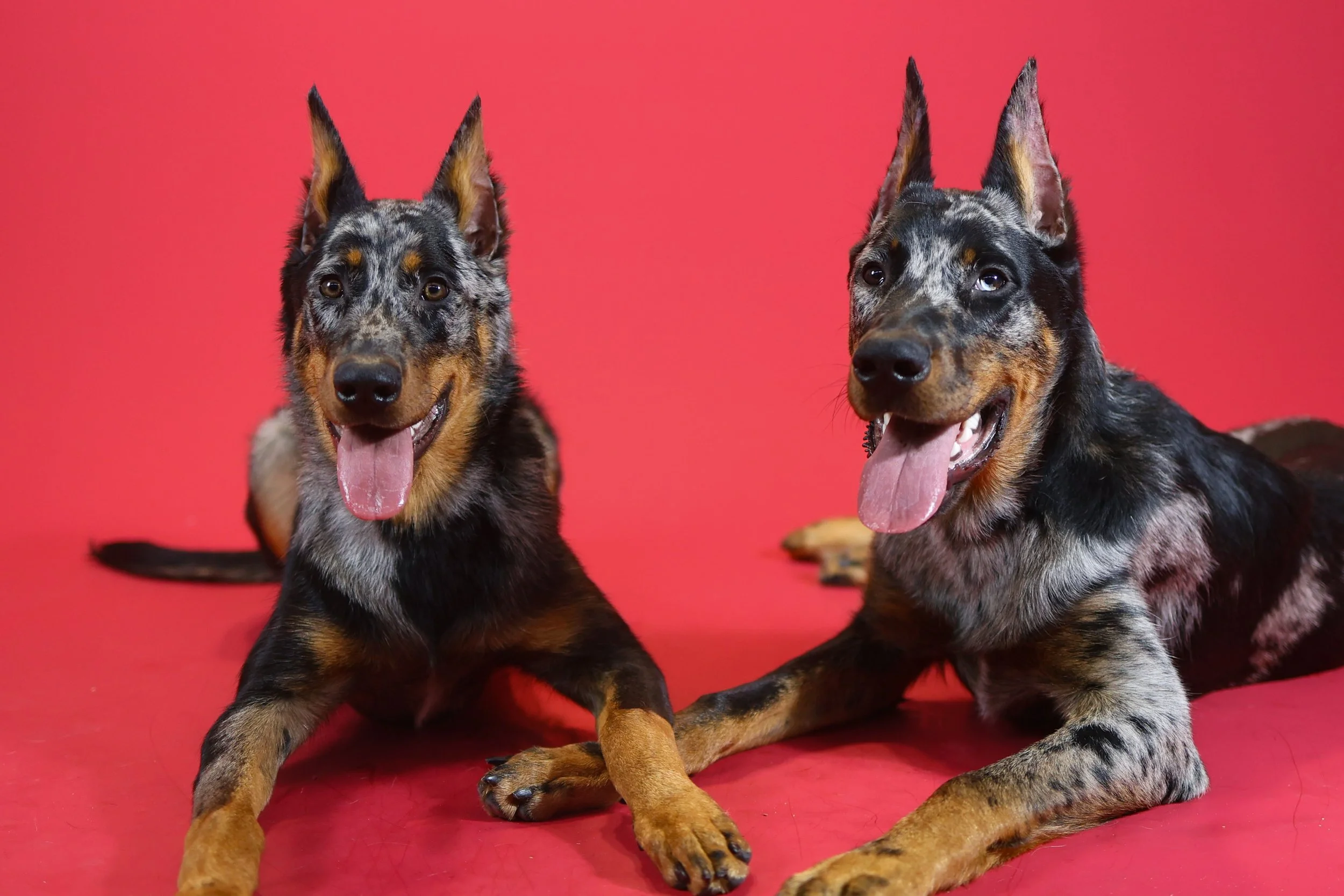 Beauceron Sibling Christmas Photoshoot, La Quinta CA