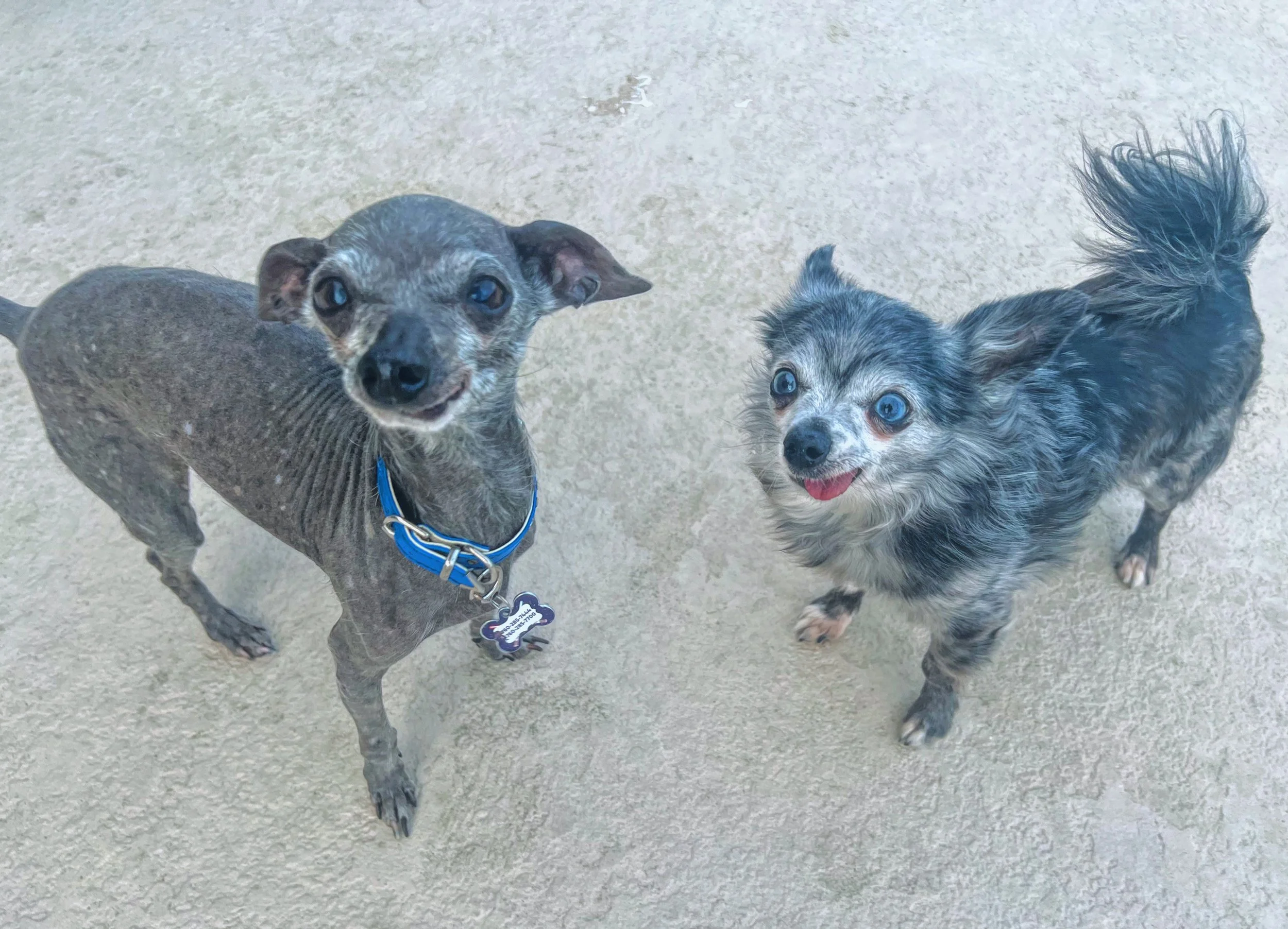 Two small dogs, one with a slim build and greyish coat wearing a blue collar, and the other with a fluffy coat and a happy expression, standing on a light-colored concrete surface-Dog Board & Train in La Quinta CA