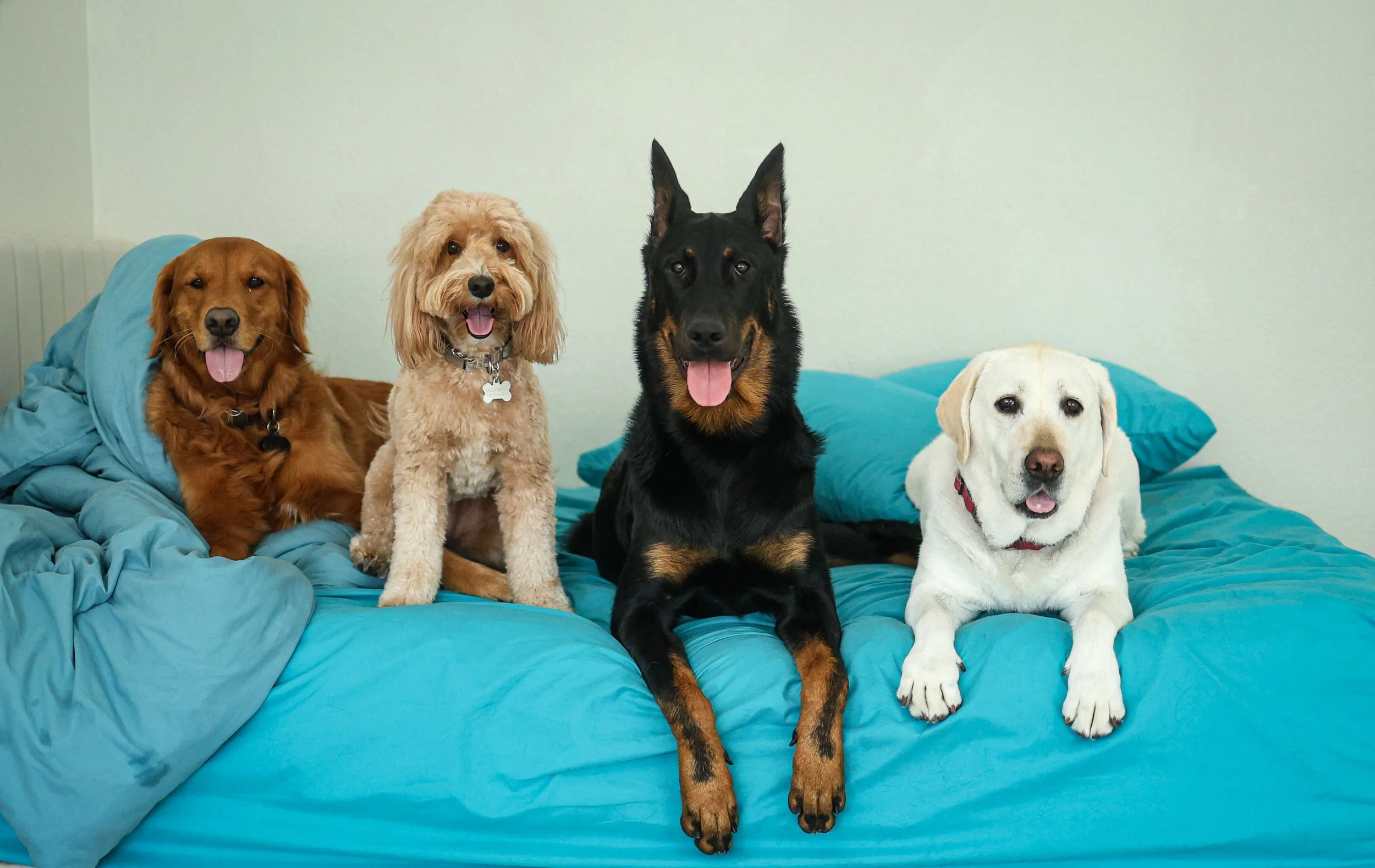 Four dogs sitting on a blue bed with a plain light green wall in the background.