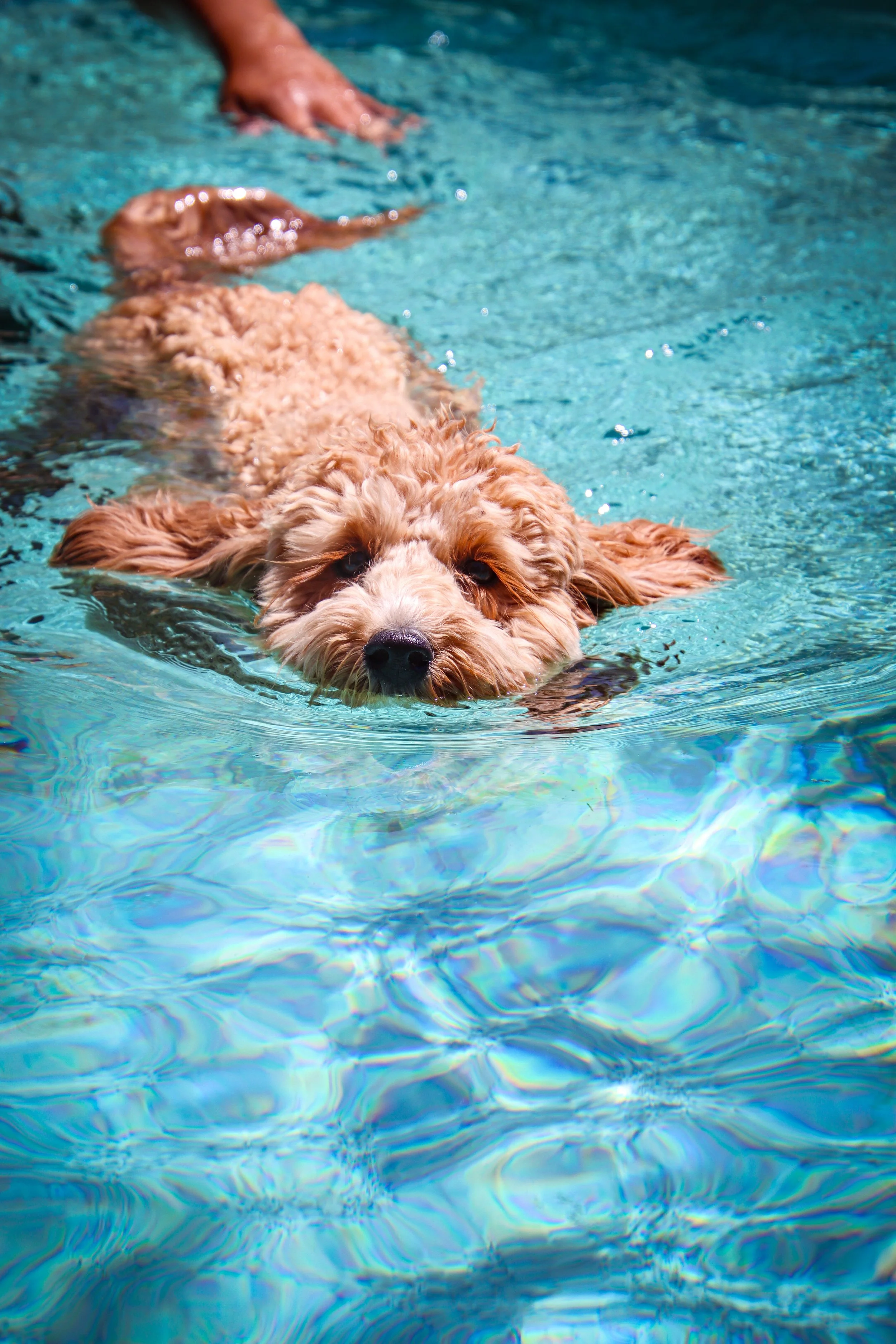 A dog swimming in a pool, with a person’s hand visible in the background -Dog Overnight Boarding in La Quinta CA