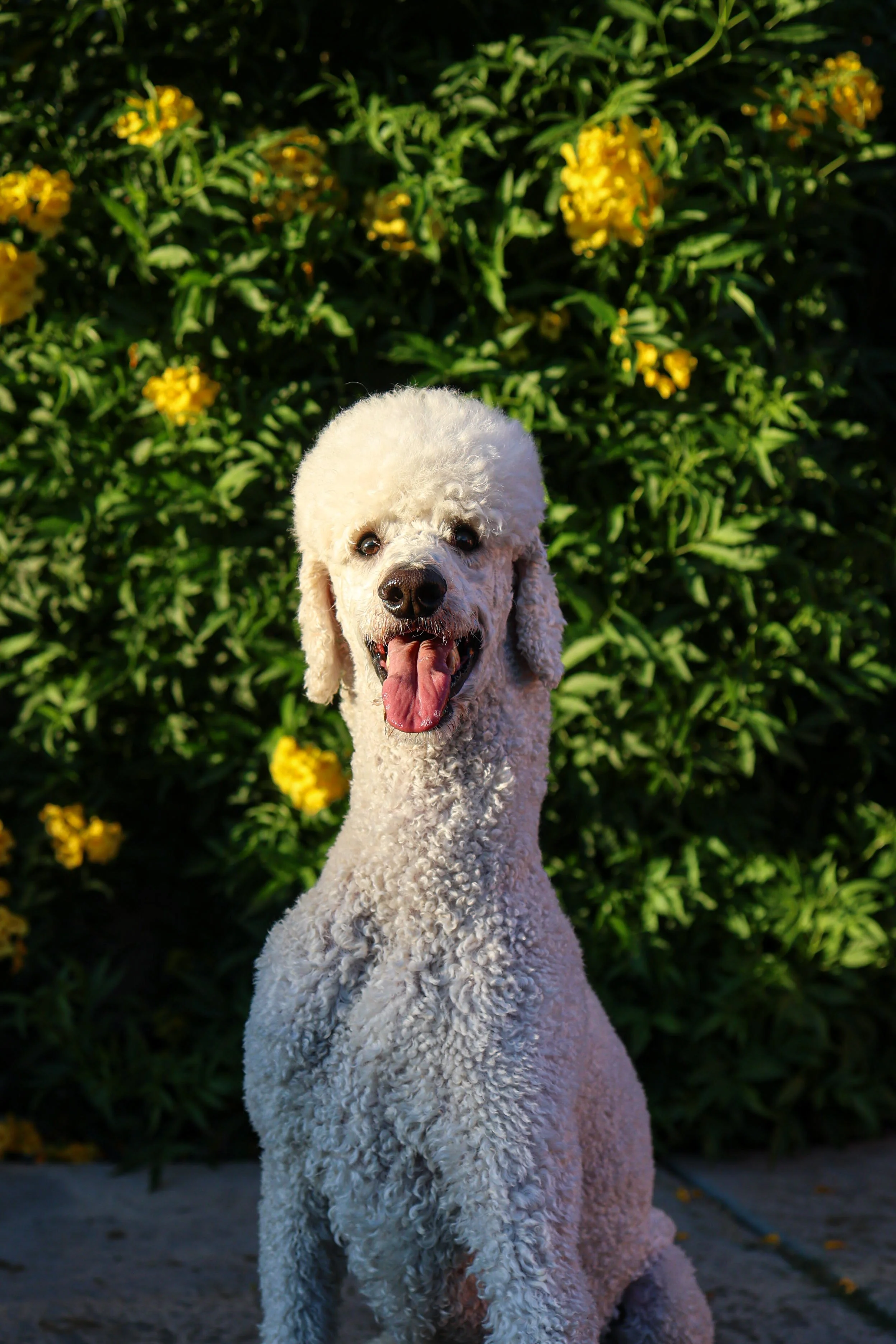 I took Goose in from a neglectful situation where he was facing euthanasia due to behavioral issues that, in my opinion, were human-created.
He was a true Poodle in every sense—a natural hunting dog with incredible drive and instinct. Goose taught me