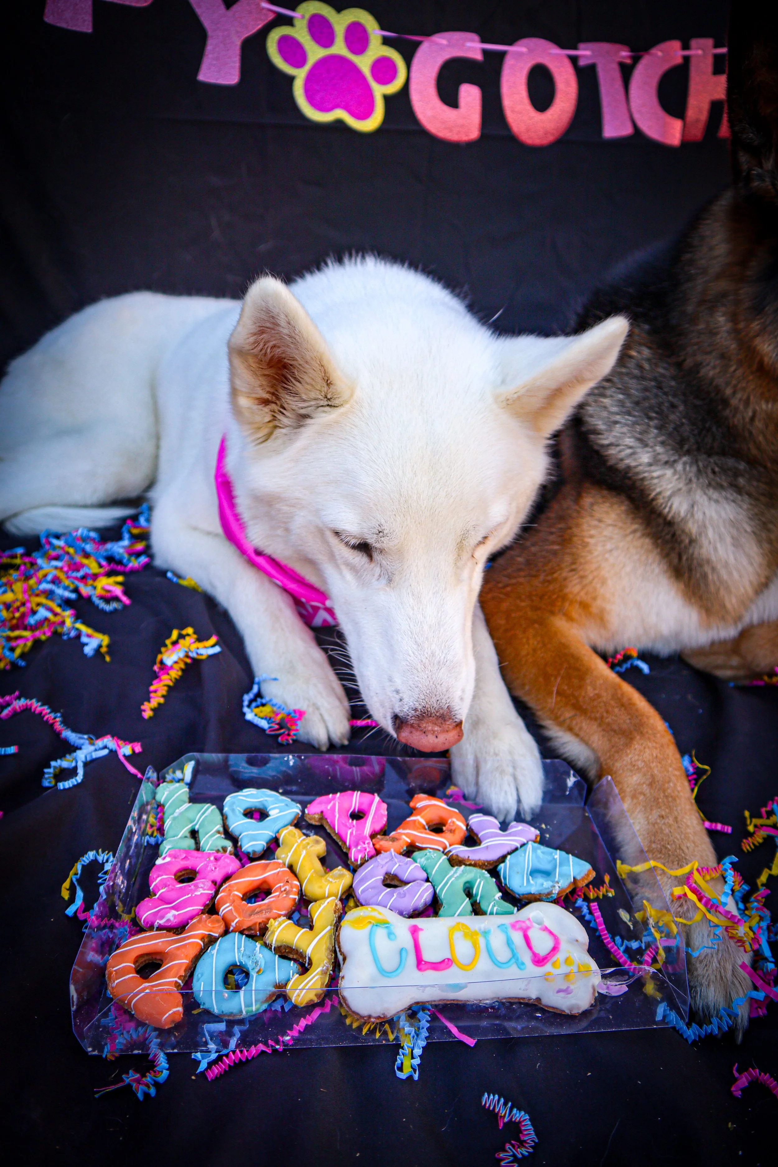 Gotcha Day Dog Photoshoot in La Quinta CA