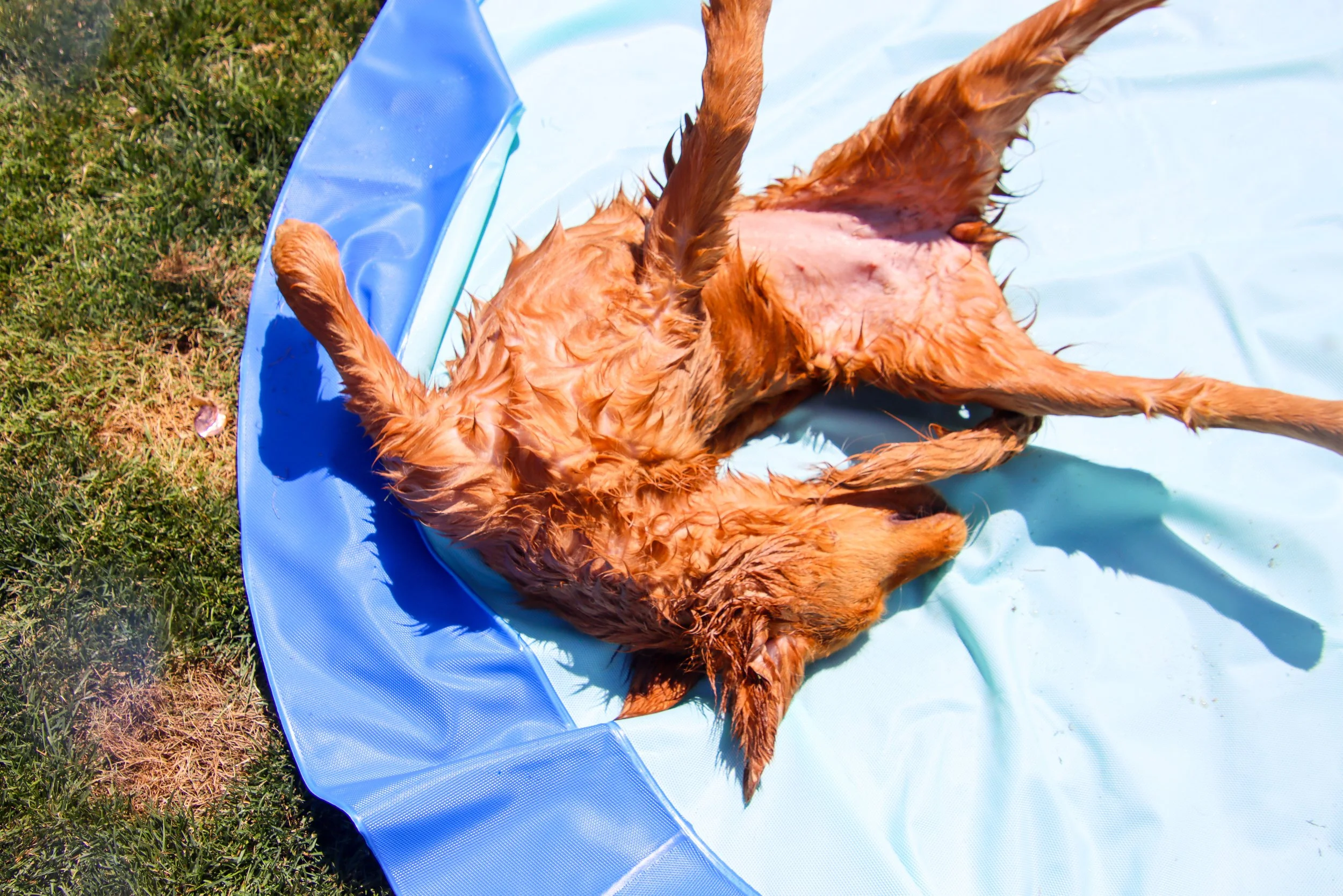 A Golden Retriever dog lying on its back on a small, blue plastic kiddie pool filled with water on grass, enjoying a bath -Dog Overnight Boarding in La Quinta CA