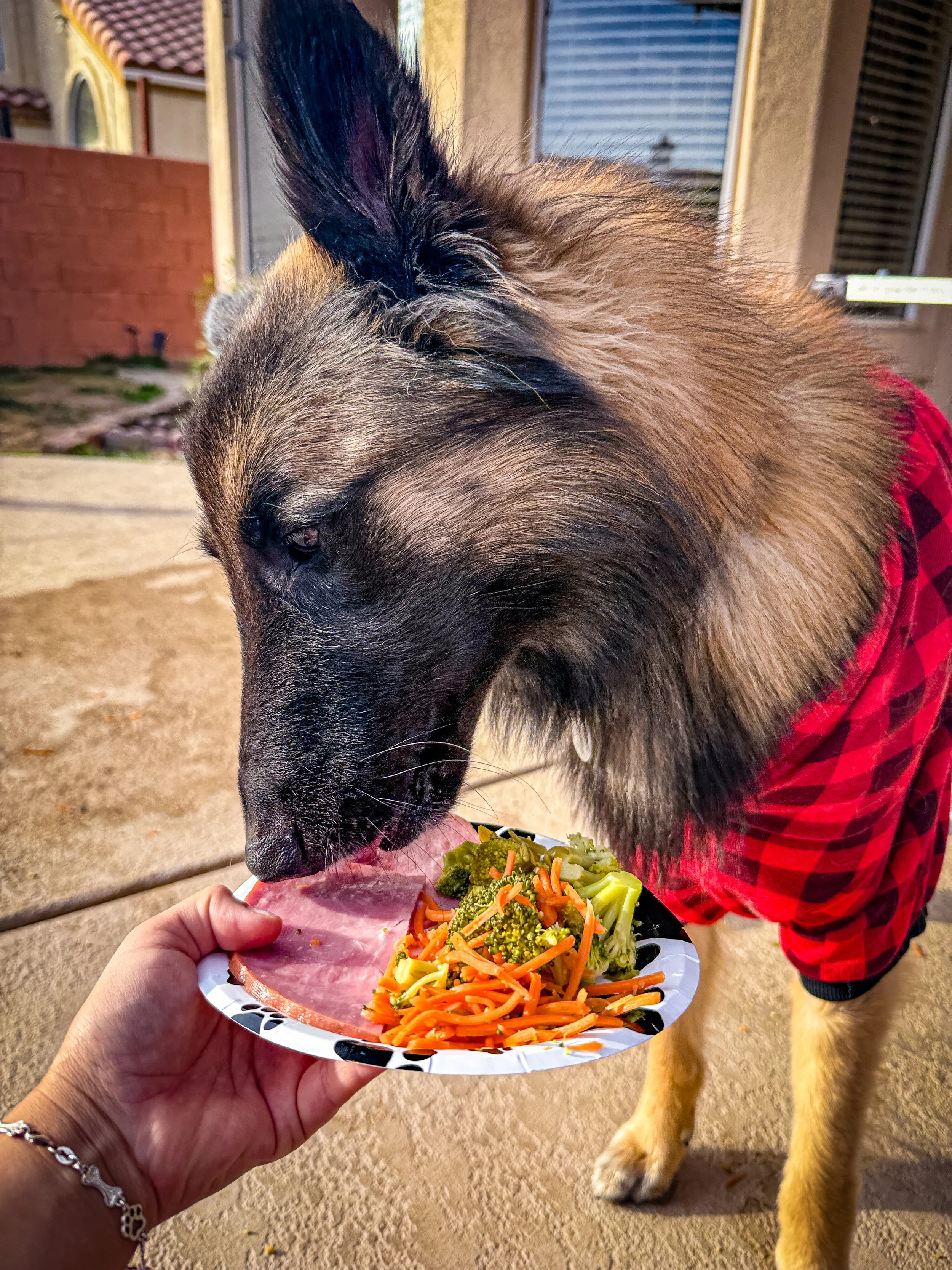 Dog Overnight Boarding in La Quinta CA -Thanksgiving Dinner