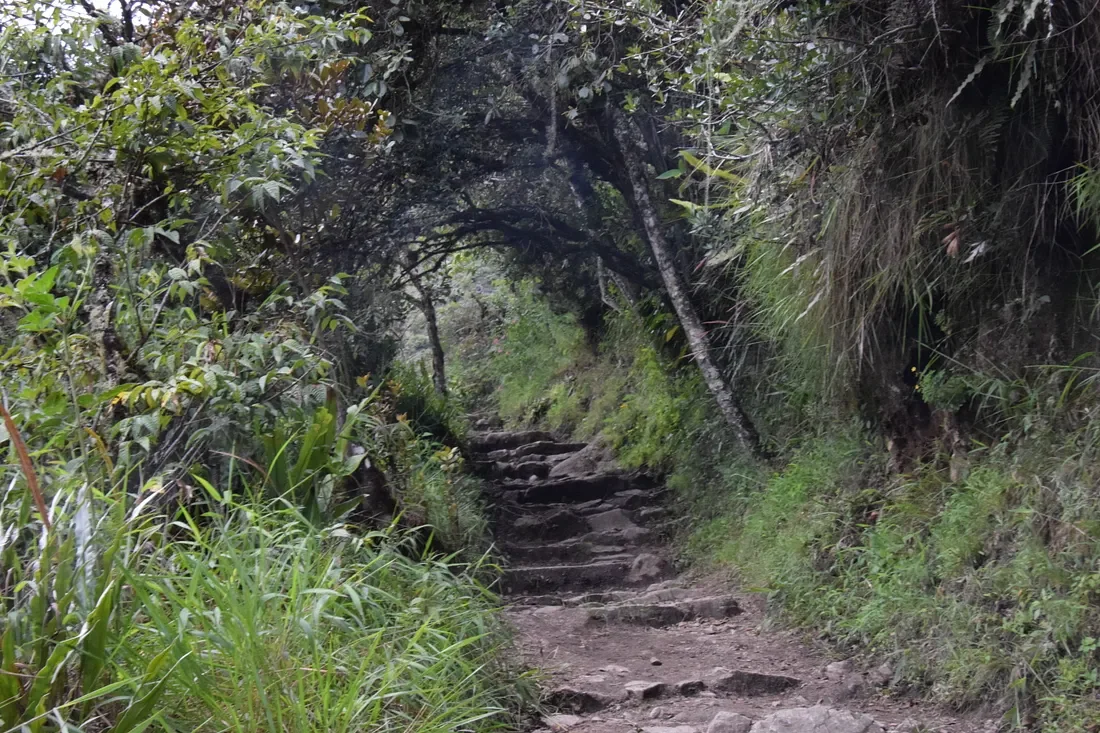 A narrow dirt trail with uneven steps surrounded by dense green foliage and trees, forming a natural archway over the path.