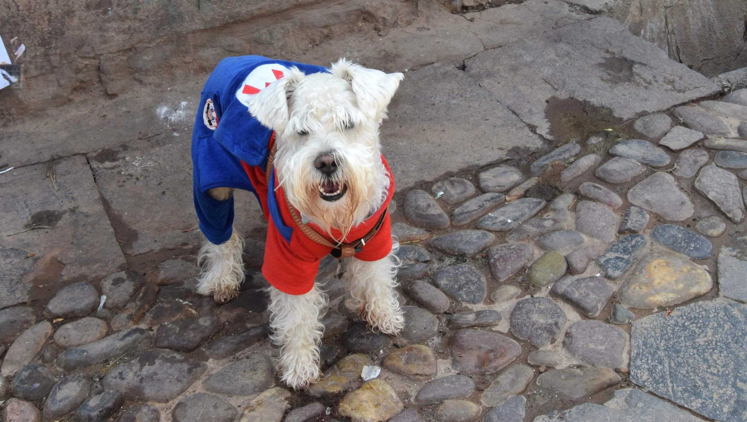 Dogs of South America