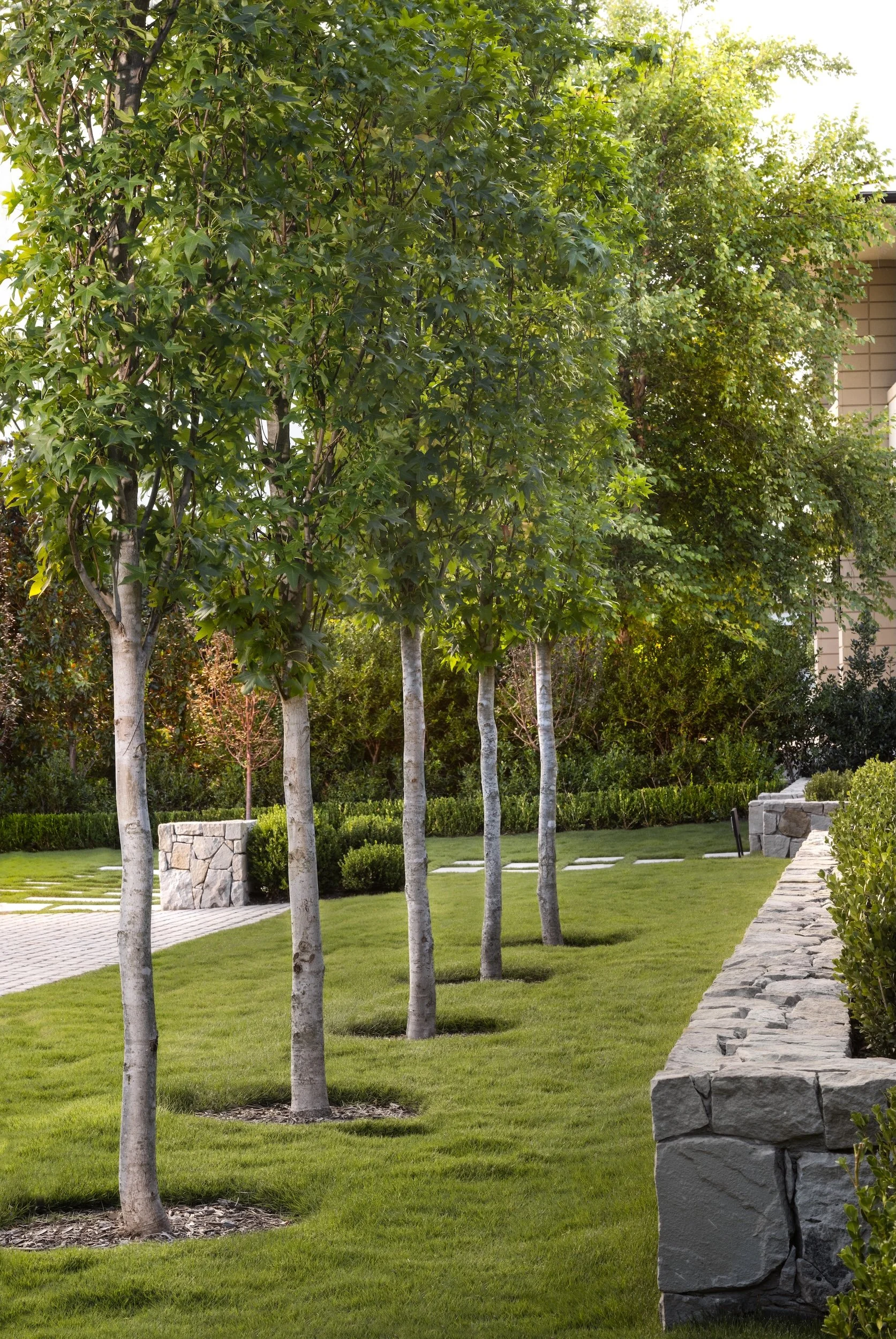 A landscaped backyard with a row of young trees with white trunks, green grass, a paved pathway, a stone wall, and some bushes and plants.