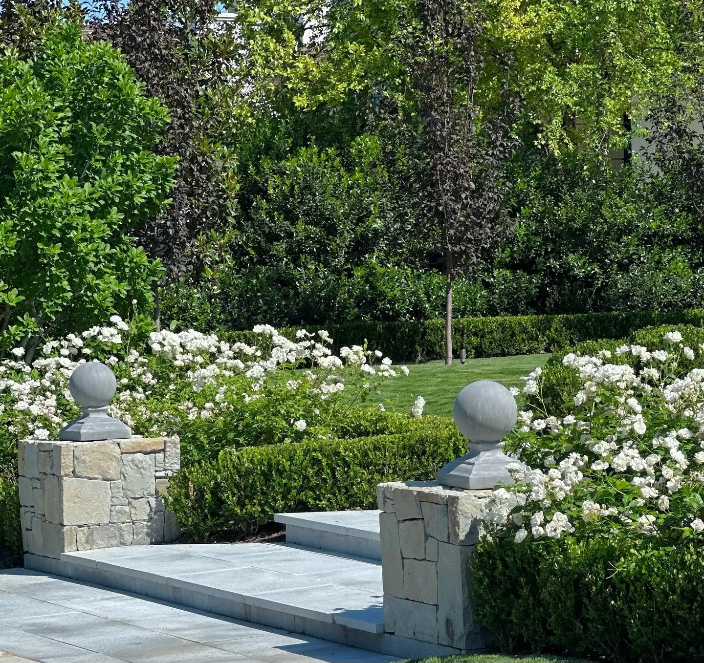 The Iceberg Roses are in their full summer glory at this Highland Park project. Surrounded by lush evergreens, they combine to welcome guests from the curb, up the stone steps, through the front garden, to this home&rsquo;s entry. #houcharddesign