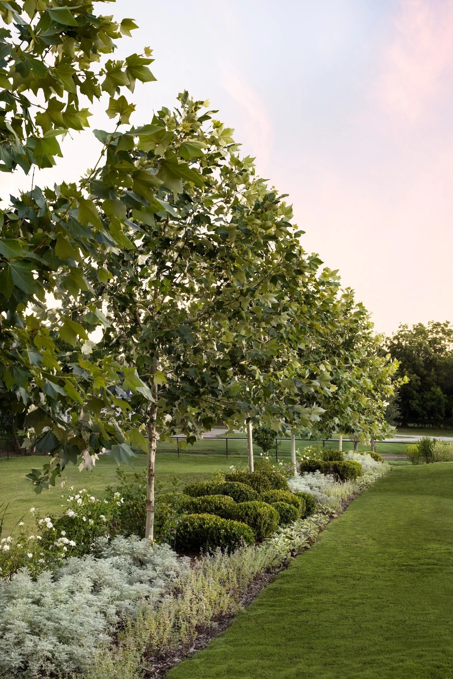 A neatly maintained garden with lush green grass, a row of bushes, flowering plants, and a tree with broad leaves. The sky is mostly clear with a hint of pink, suggesting early evening or late afternoon. There is a fence in the background.