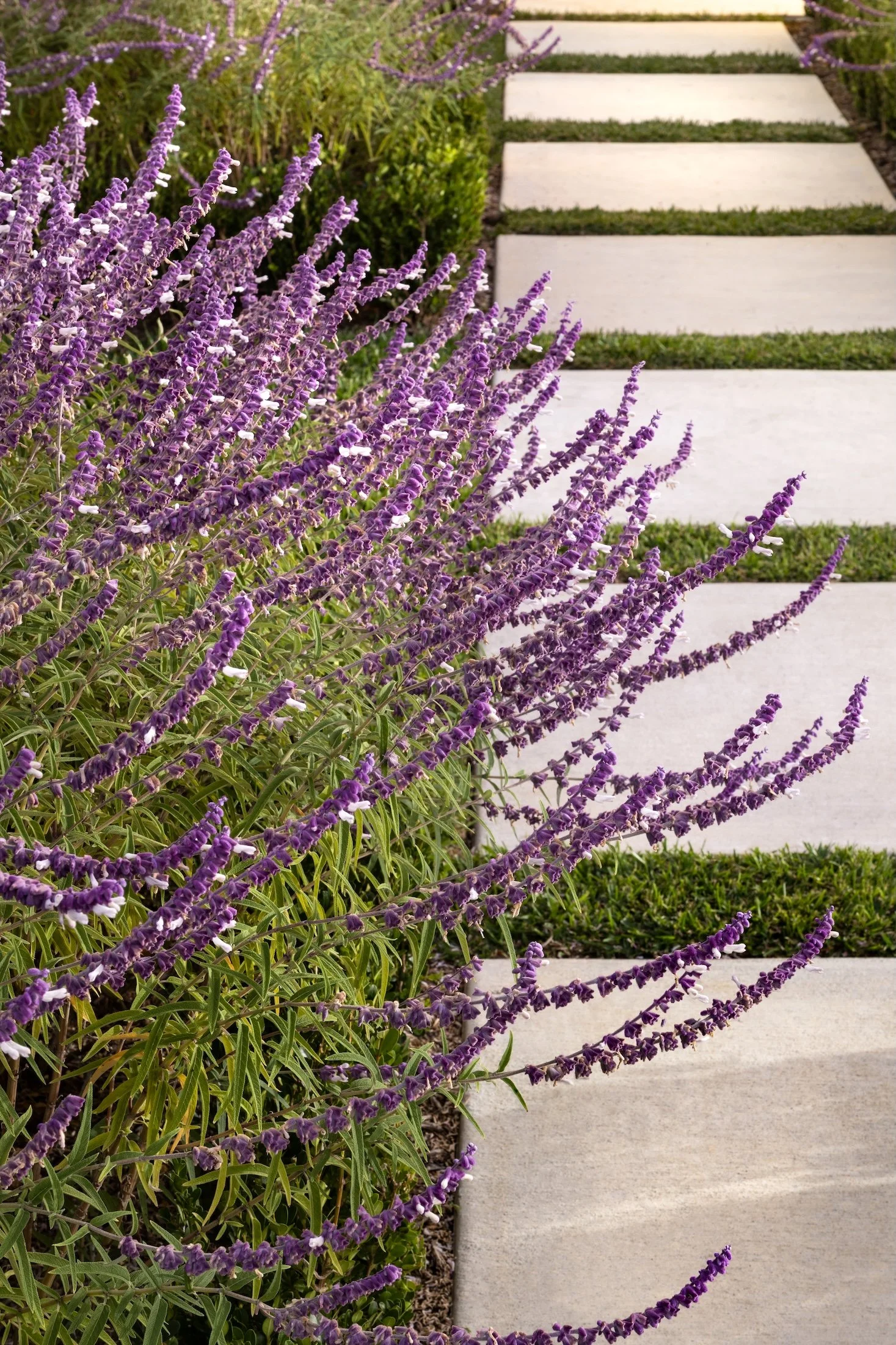 Purple lavender flowers lining a concrete pathway with grass on either side.