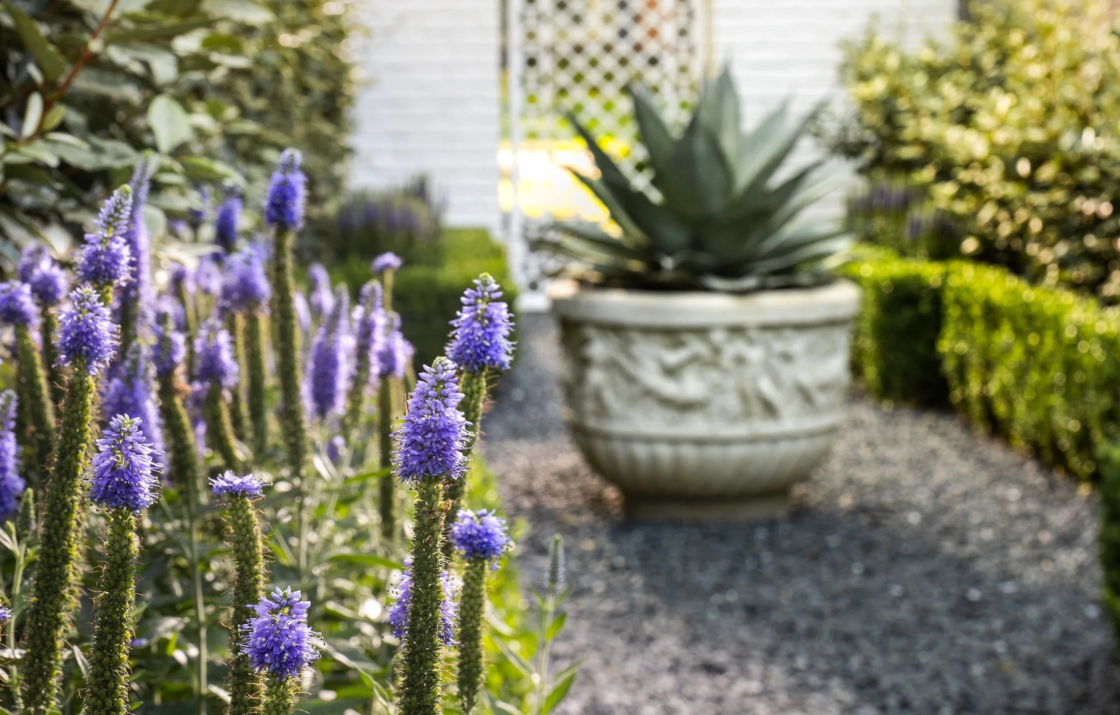 Purple flowers in the foreground with a large potted succulent plant in the background, outdoor garden setting