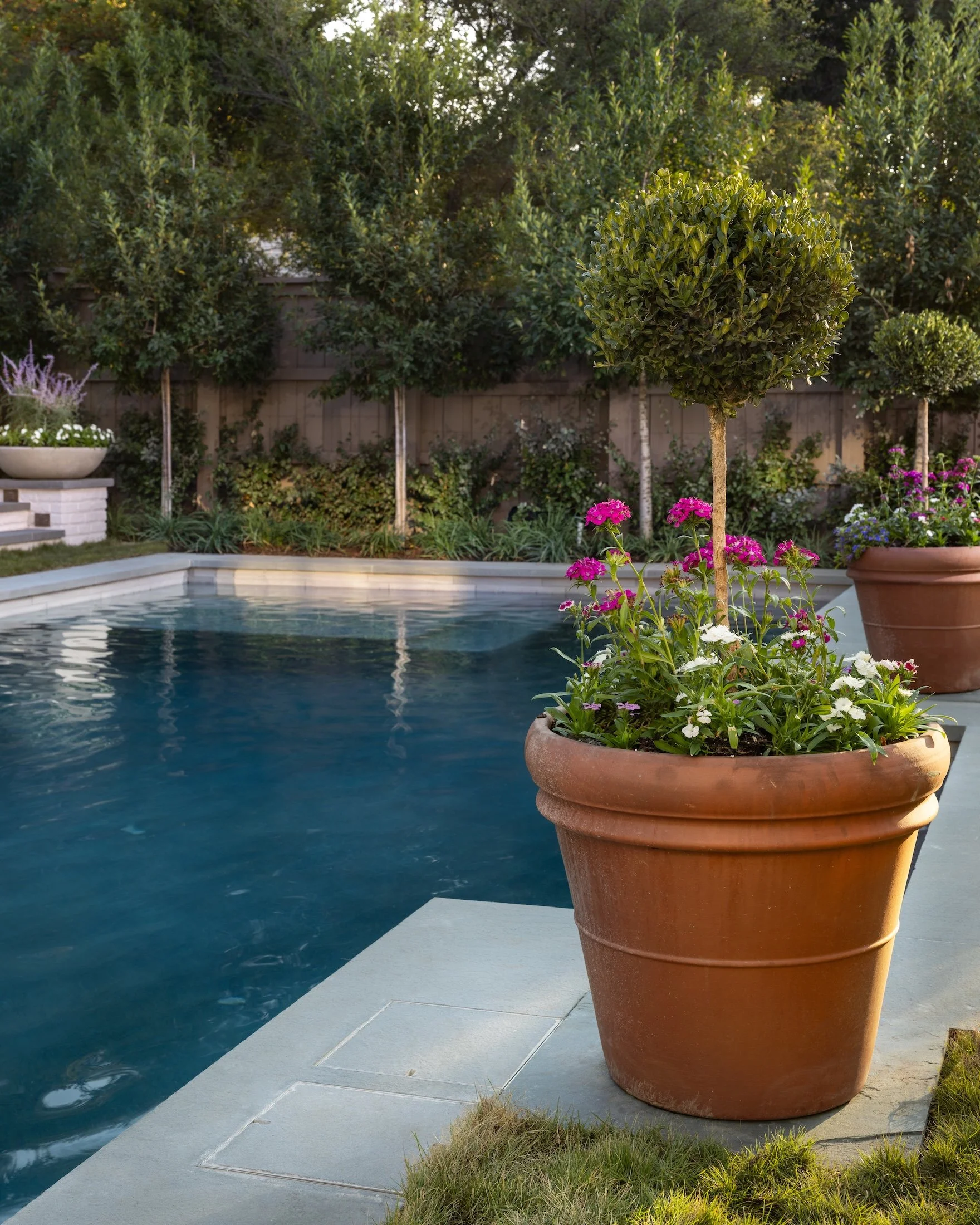 A close-up of a large terracotta flower pot with a small trimmed tree and colorful flowers around it, next to a swimming pool with dark blue water and a paved patio area, surrounded by trees and a wooden fence in the backyard.