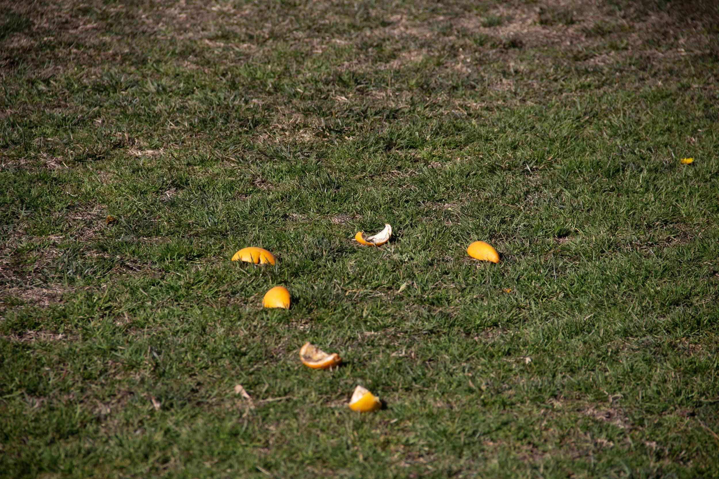 99-IMG_8550.jpg