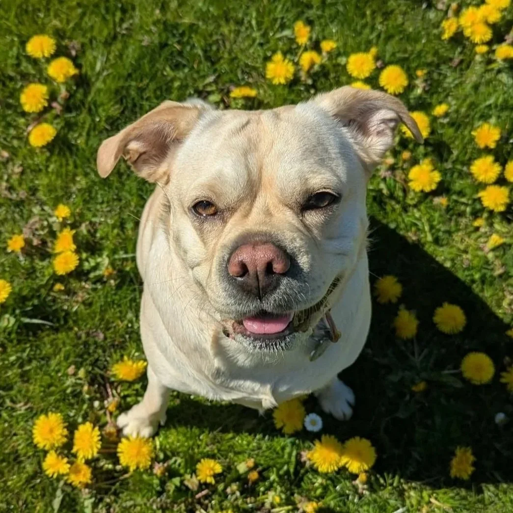 A light-colored dog with one eye slightly closed, sitting among yellow flowers on green grass, with sunlight shining.