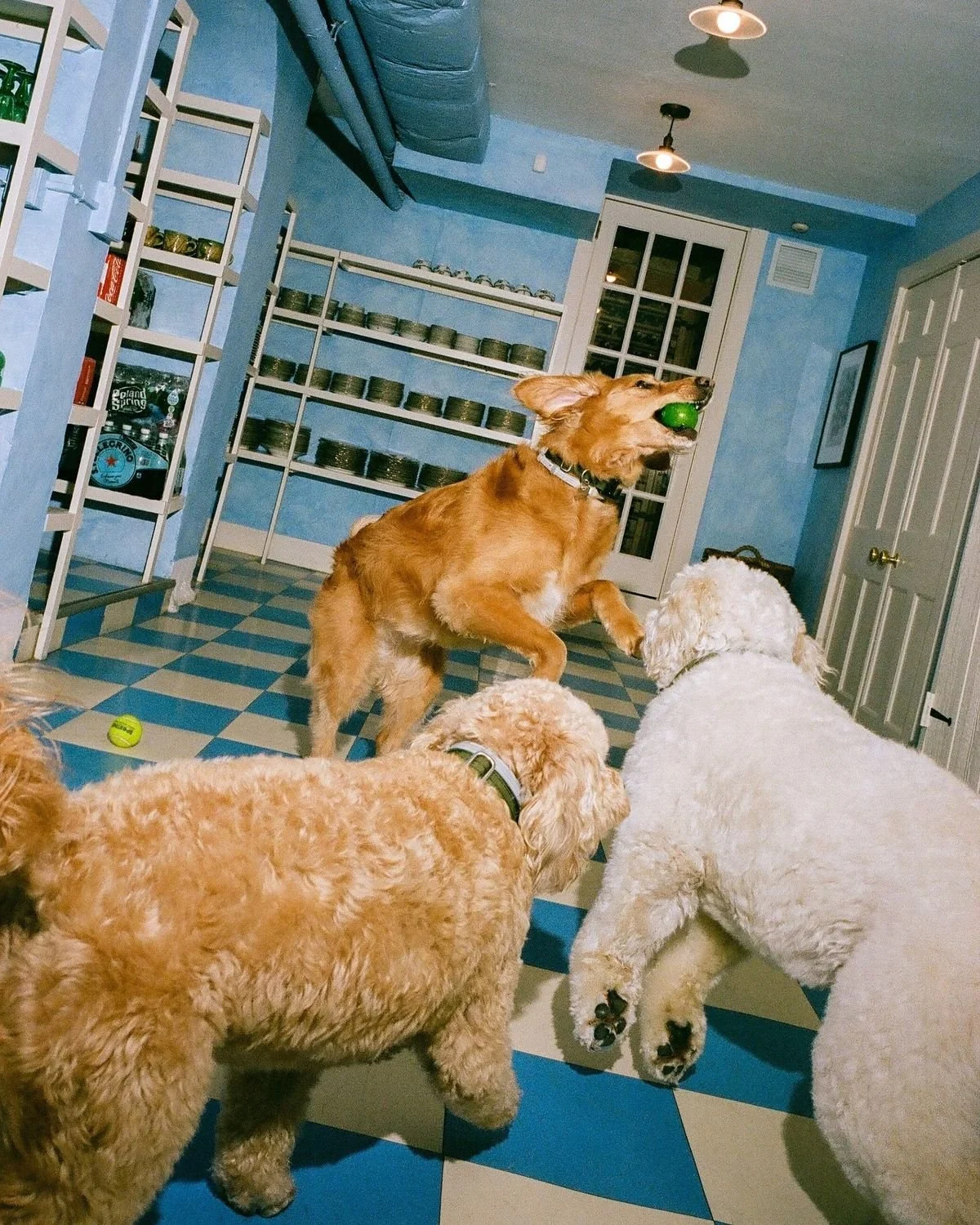 Four dogs playing indoors, one golden retriever jumping with a green ball in its mouth, three other dogs watching, in a room with blue walls and checkered blue and white floor.