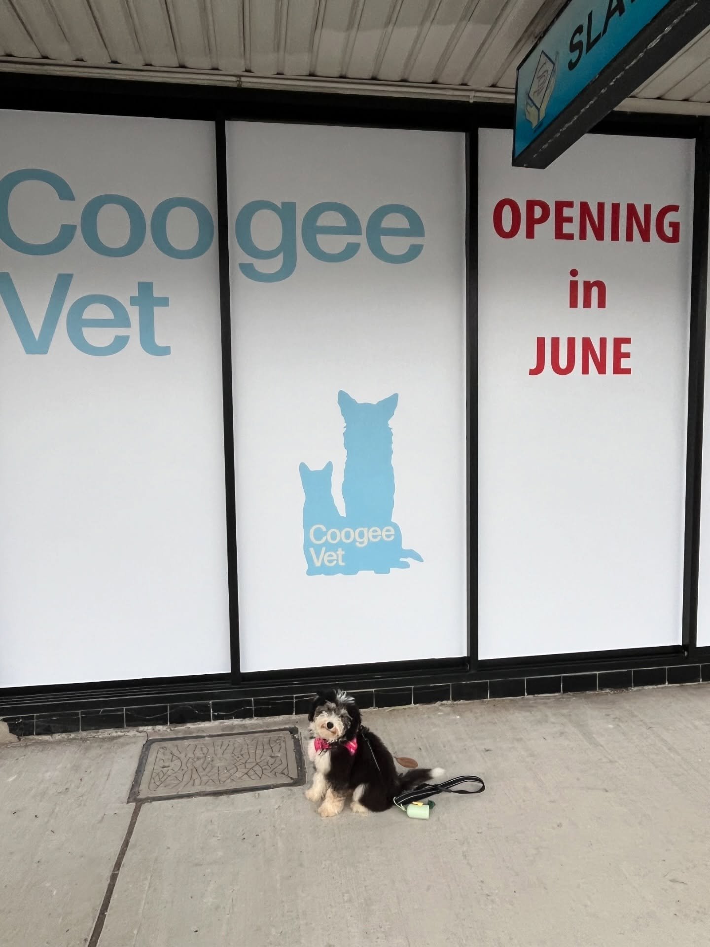 Secrets out! We are opening in JUNE. Follow along for more details on our exact opening date. 

Coogee Vets hardest working employee, Betty, has been working tirelessly behind the scenes to get the clinic ready for you 🛠️🛠️