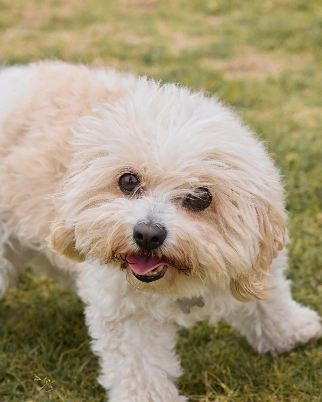It&rsquo;s important you meet the VIPs of Coogee Animal Hospital&hellip;our staff pets! 

First up we have Peter&rsquo;s sweet old lady, Summer. Next, Gwilym&rsquo;s zoomie loving terrier named Rufus. Darling Betty is Hannah&rsquo;s mischievous pup. 