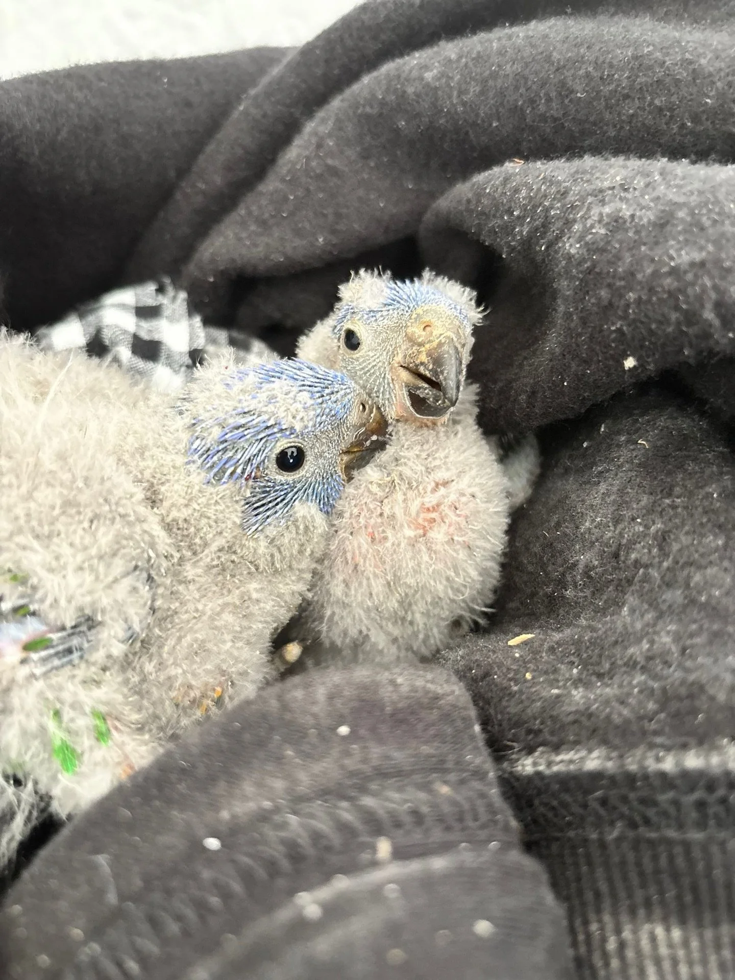 Coogee Vets first patients! Whilst construction has been going on our builders found two baby rainbow lorikeets in the ceiling. Even our builders are animal lovers, creating a makeshift nest with a hot water bottle and some bedding. 

The following d