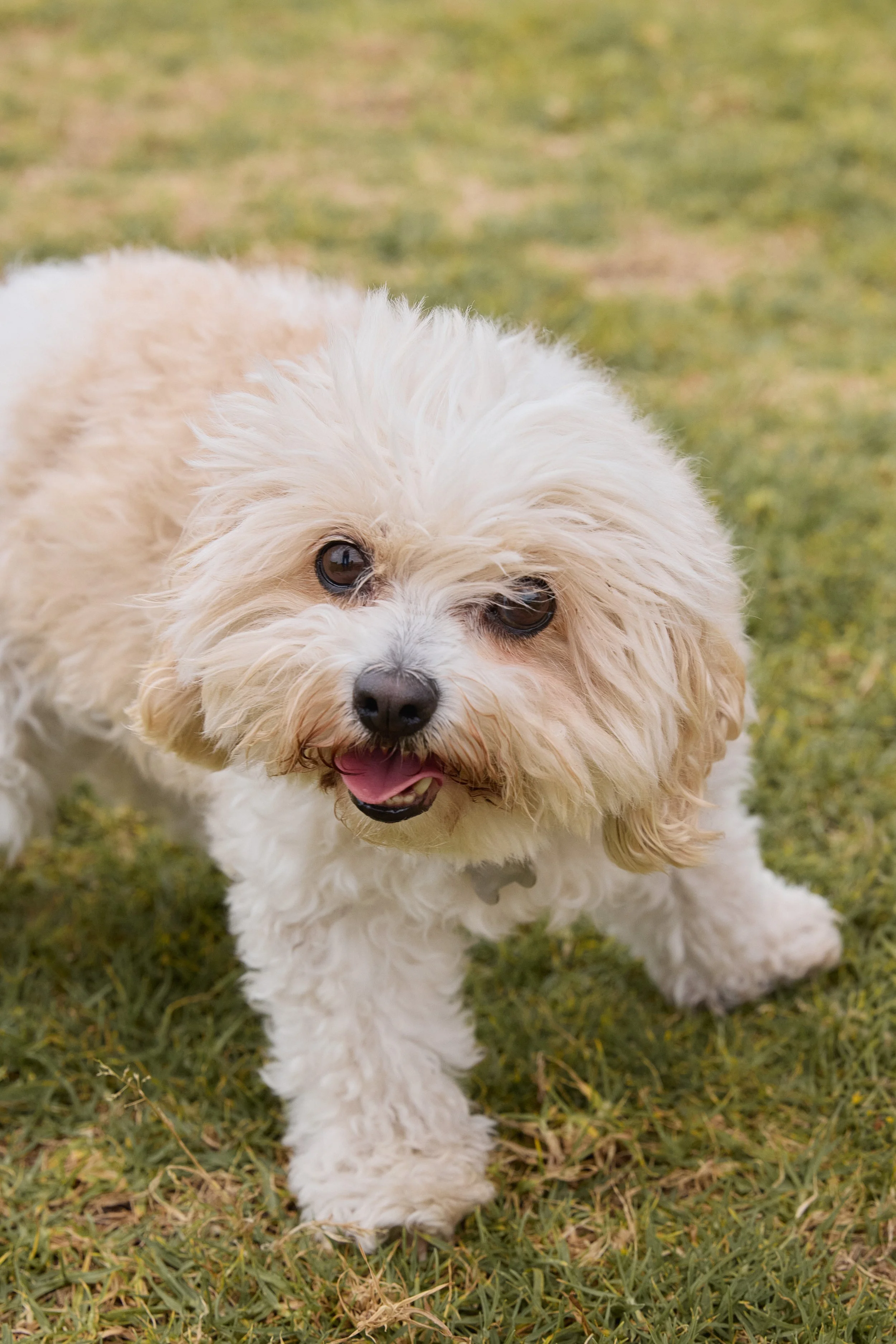 maroubra malabar little bay vet