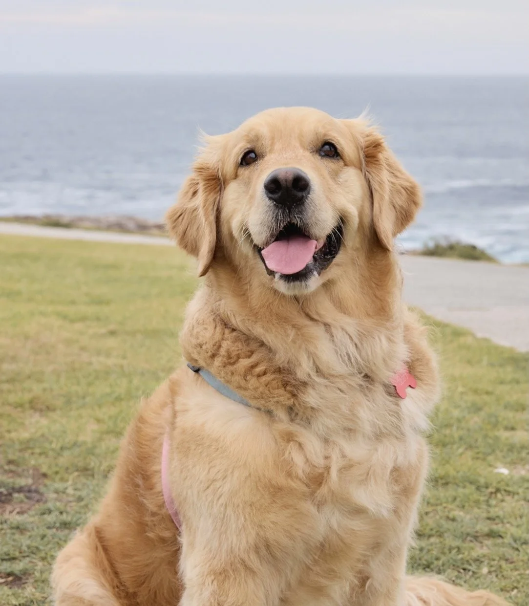 Coogee beach dog vet