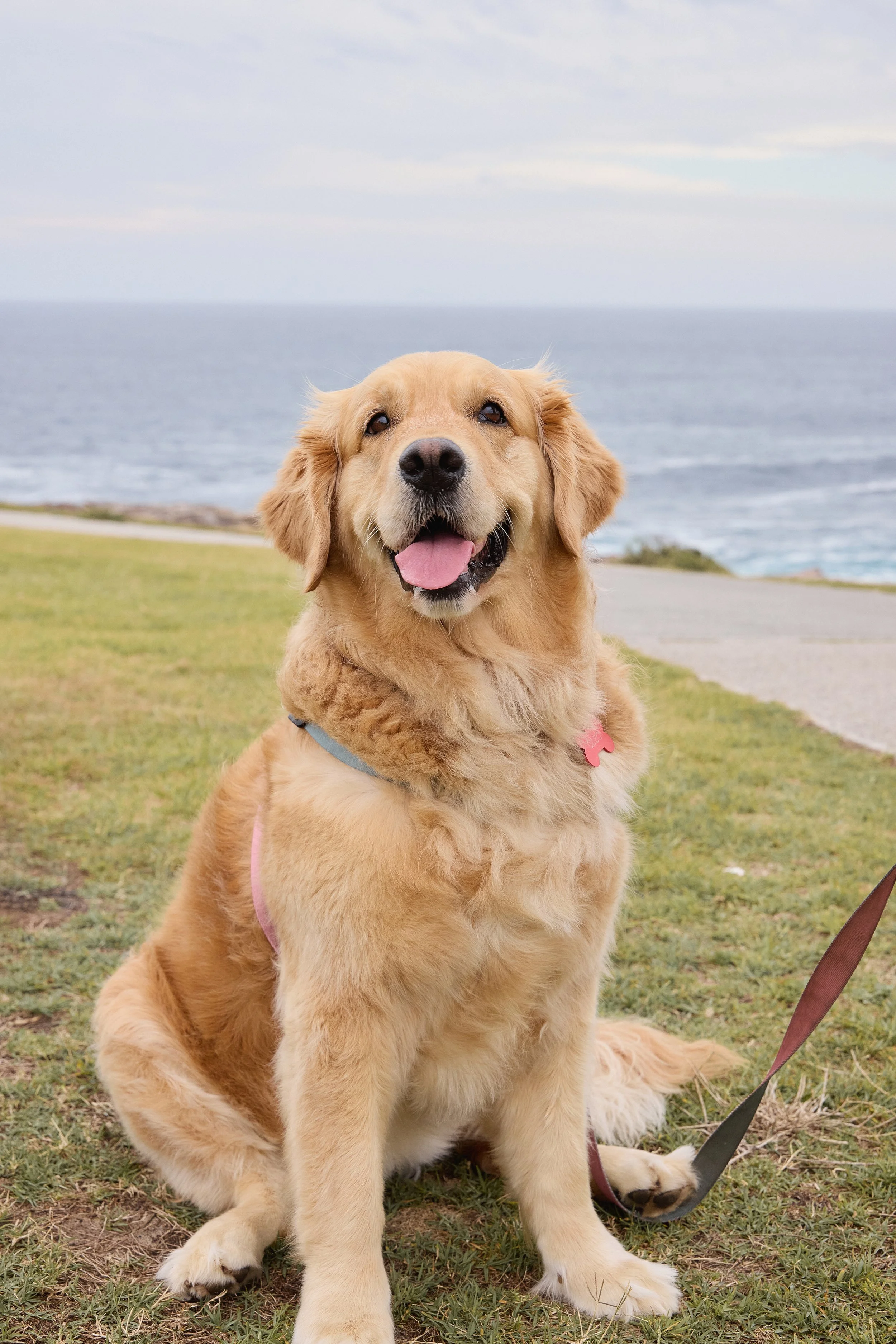 bondi coogee clovelly bronte vet