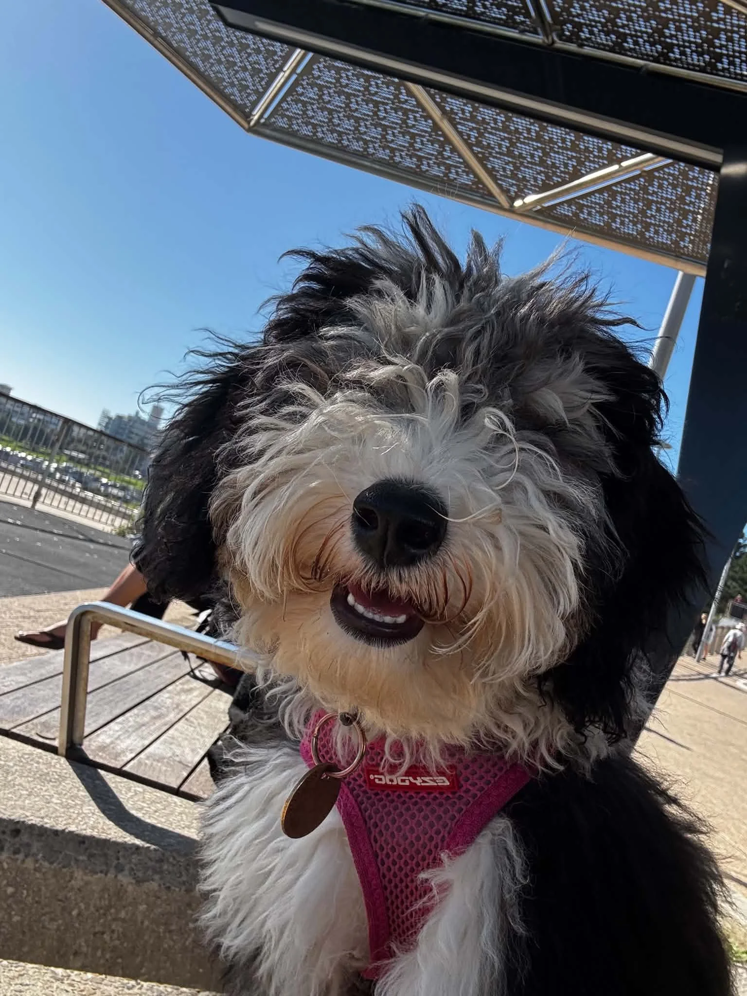 puppy school eastern suburbs sydney