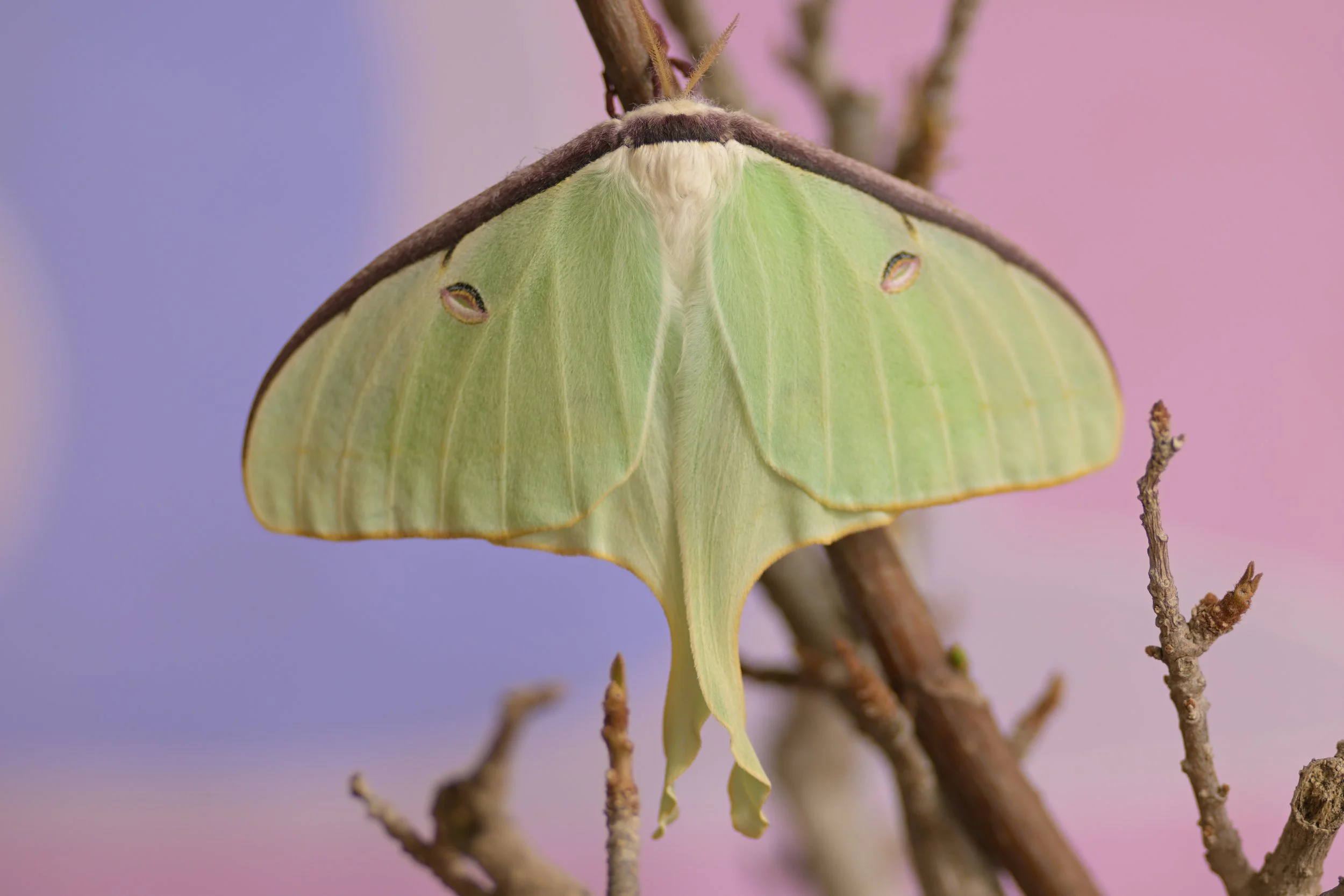 American Luna Moth Cocoons