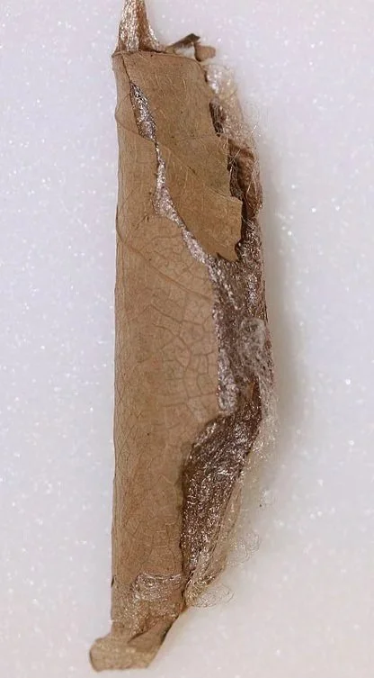 Promethea_Moth_cocoon%2C_Megan_McCarty81.jpg