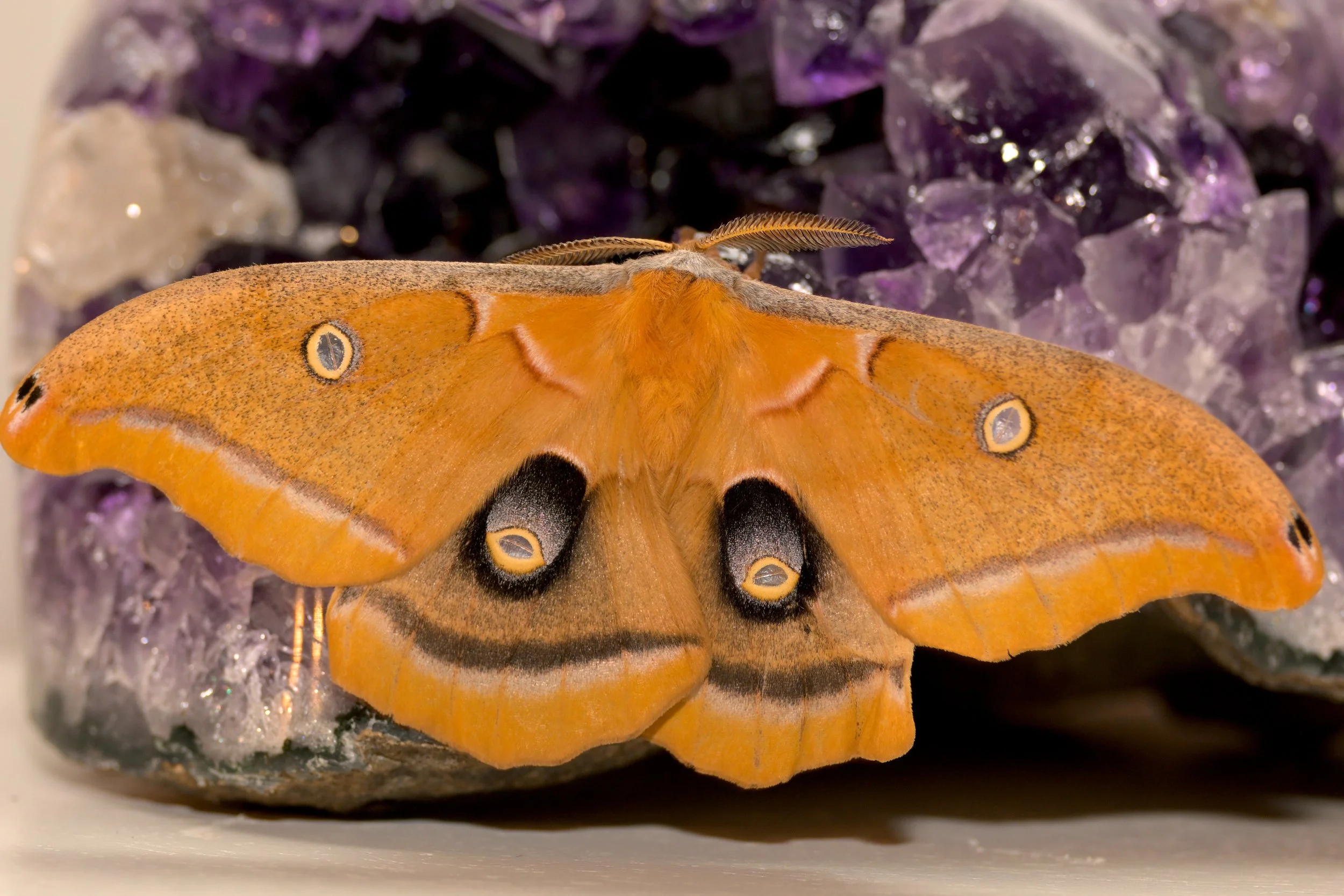 Polyphemus Moth Cocoons