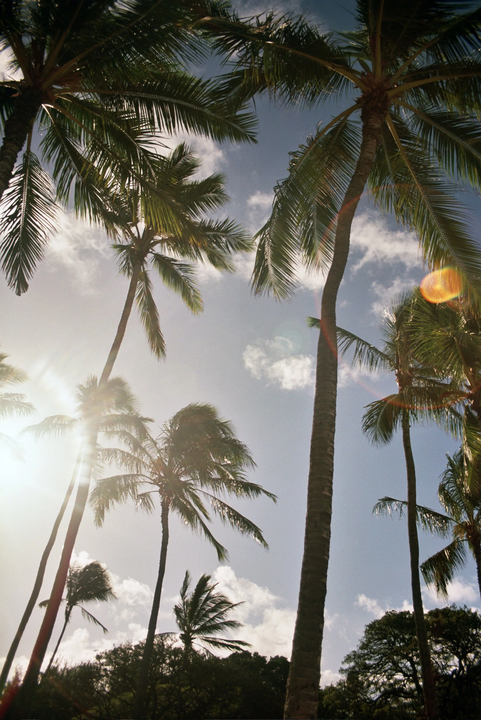 Tall palm trees viewed from below against a bright blue sky, with sunlight shining through the leaves and soft clouds in the background.