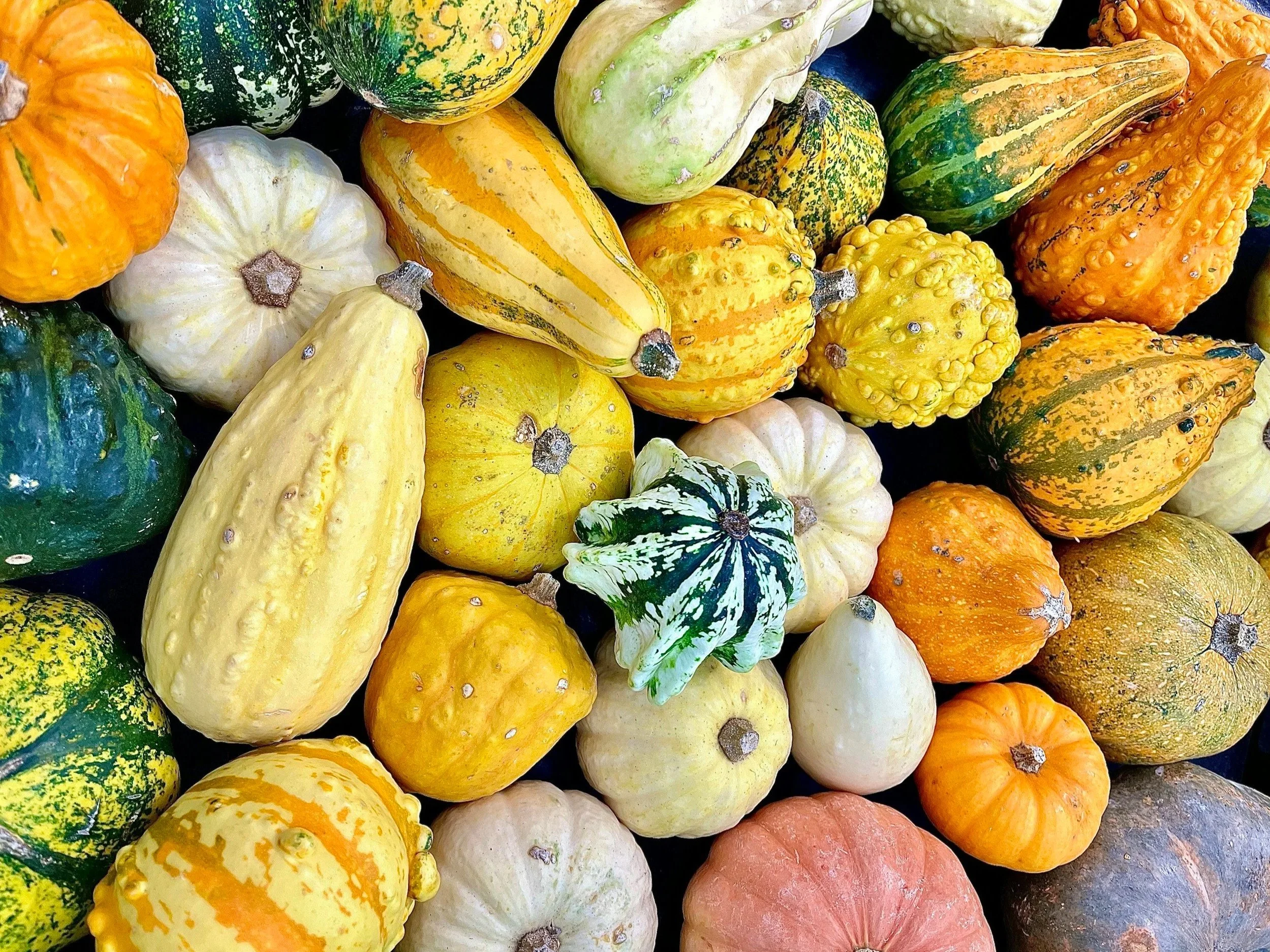 Macro Friendly Pumpkin Recipes