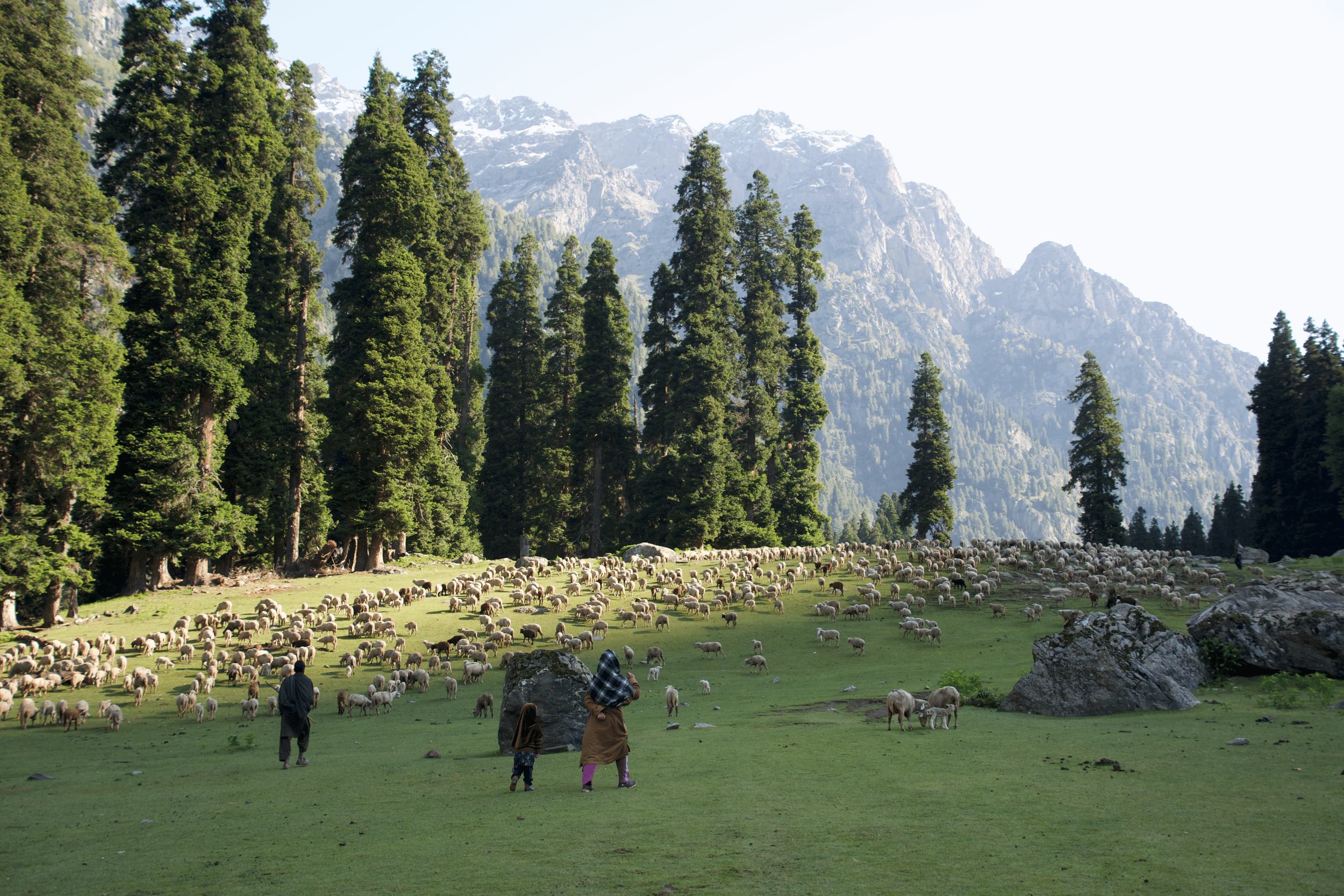Fieldwork in Kashmir with the Gujjar shepherds.