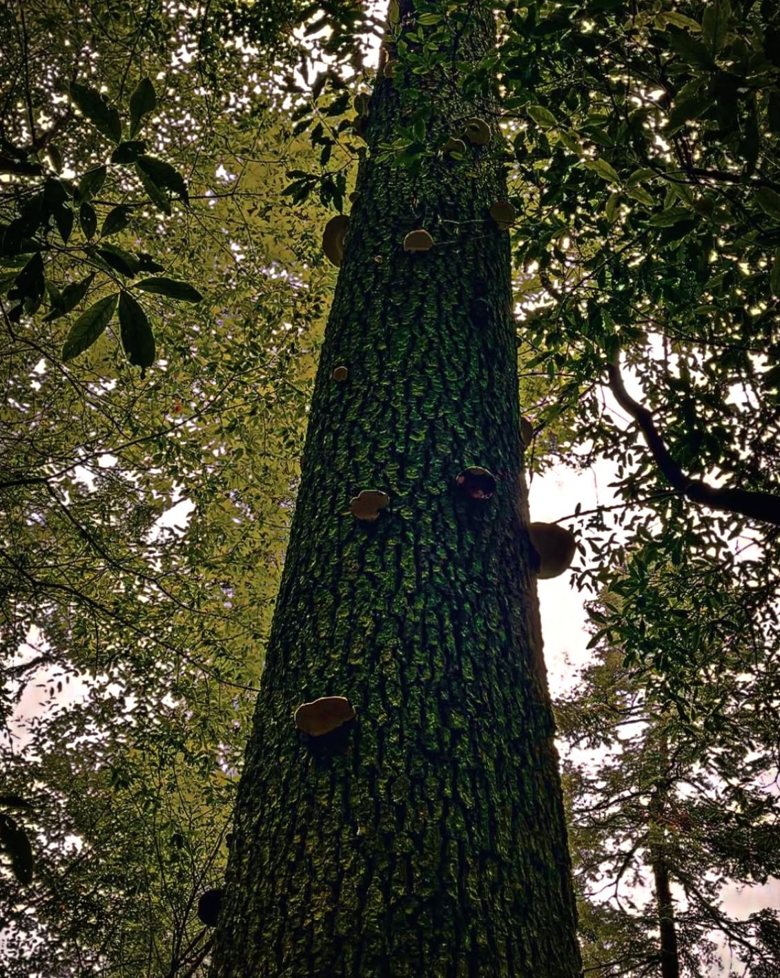 View from below of a tall tree trunk with moss and fungi, surrounded by green leaves and branches, with a bright sky in the background.