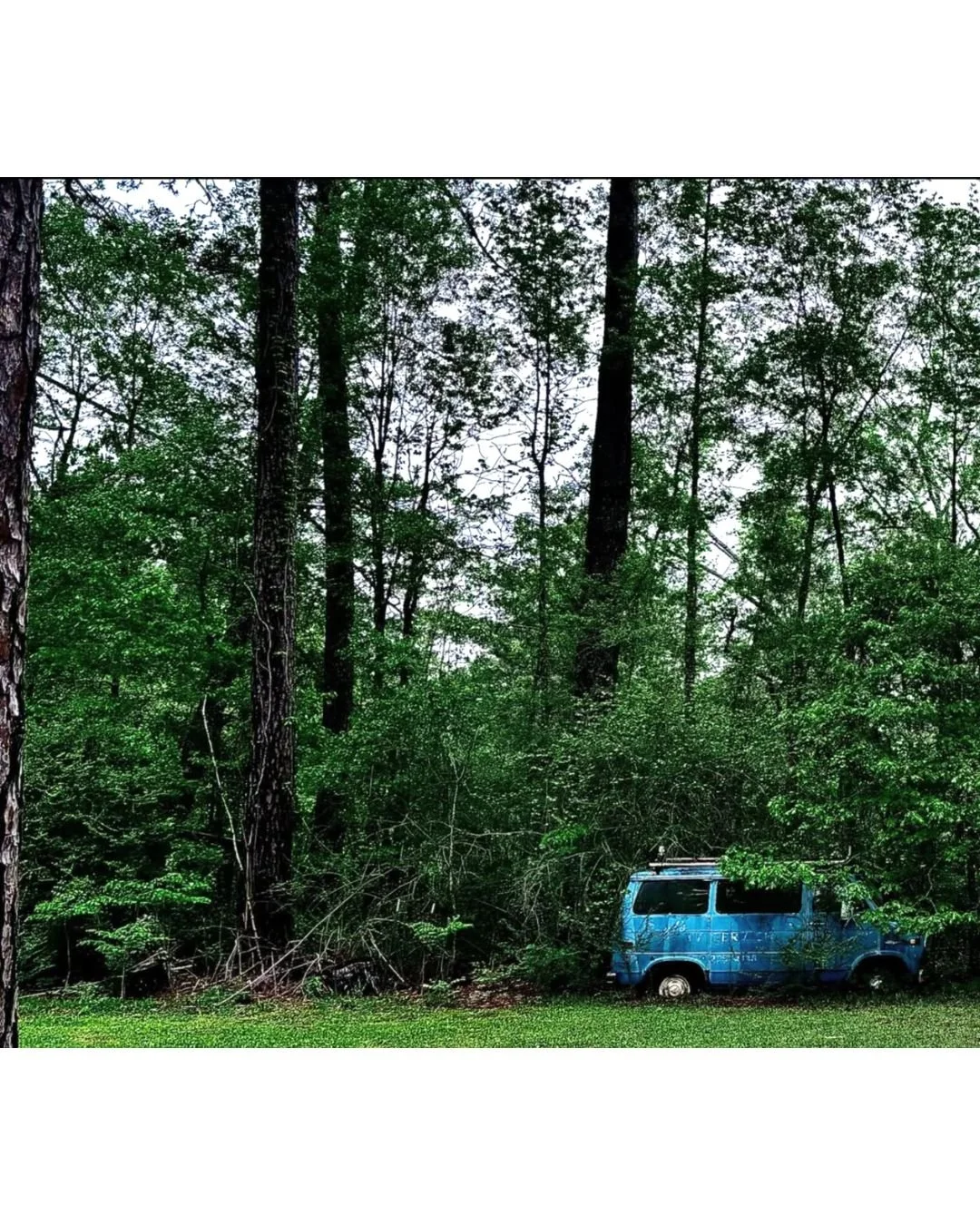 An abandoned blue van partially hidden among dense green trees in a forest.