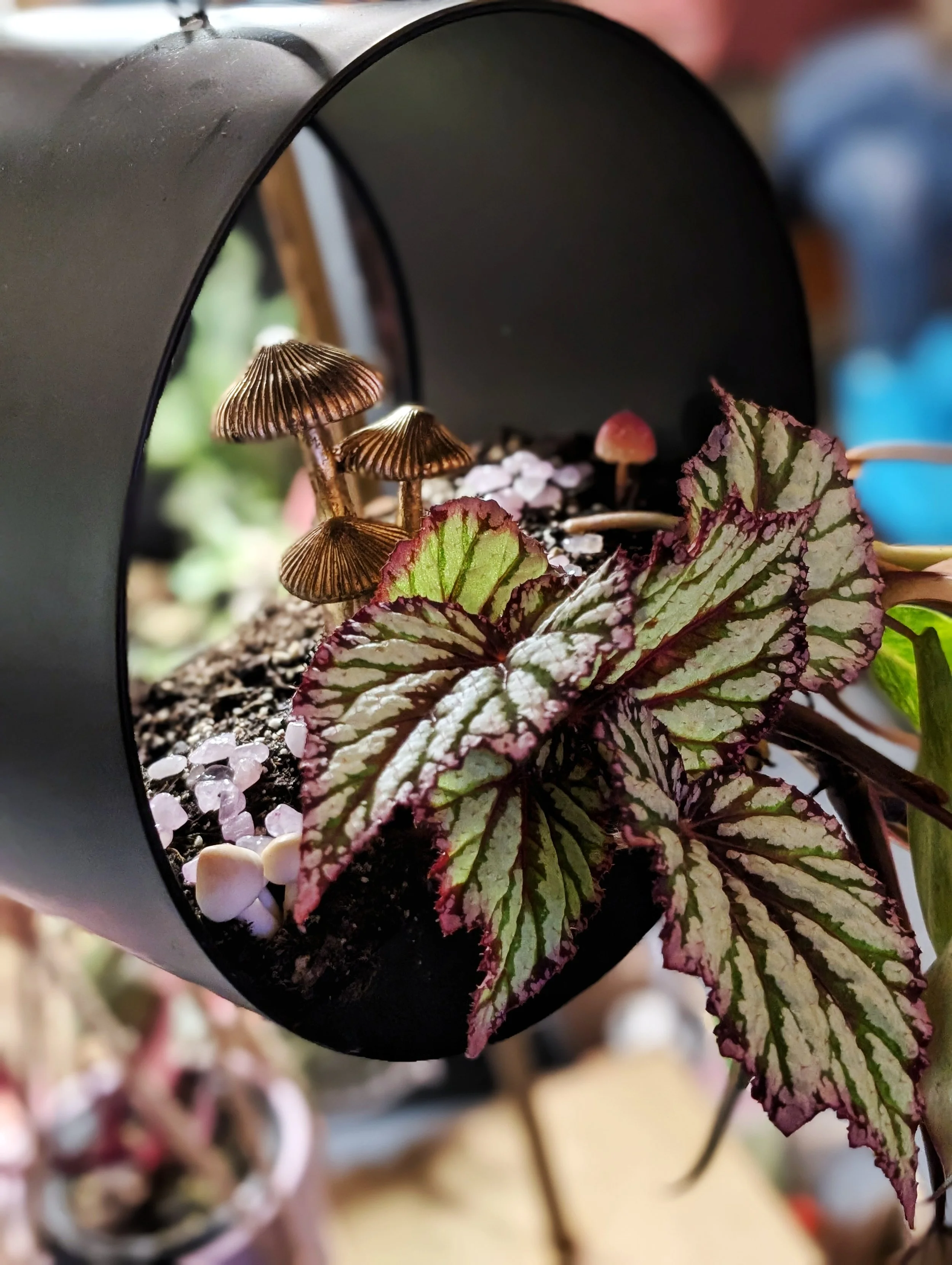 r -  Tropical Mixed Planter - Container Design - Rare Plants