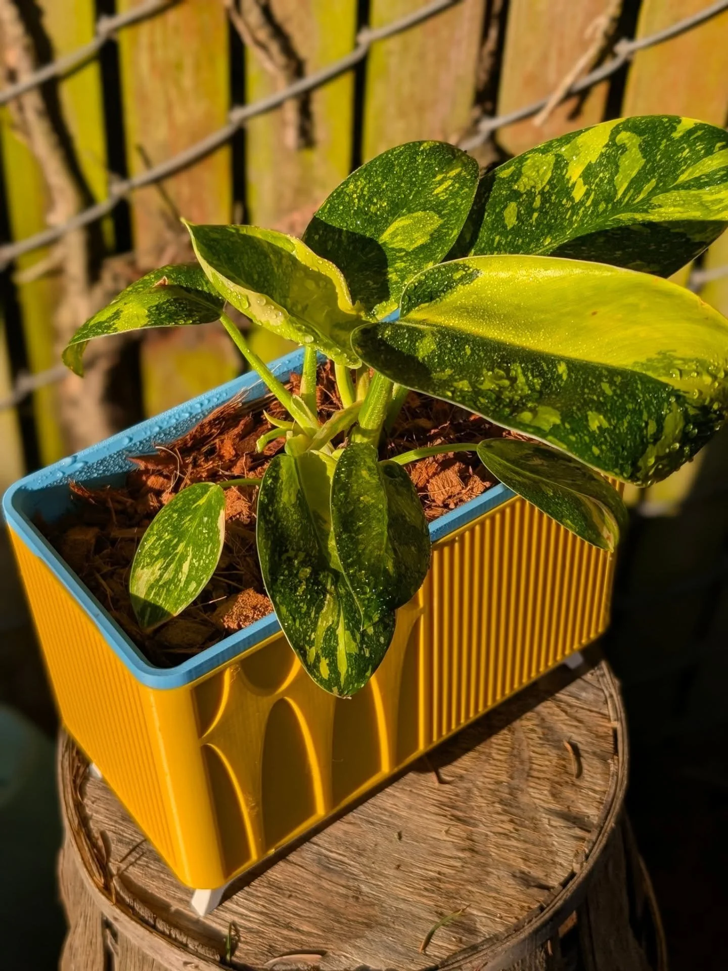 Soaking up the last bit of sun on this lovely Friday evening ✨ How freaking cute is this Variegated Philodendron Green Congo 'Copper Flame' in this MCM planter?! 

Highly recommend @bwhplantco 🪴  this little beauty of a philodendron arrived in perfe