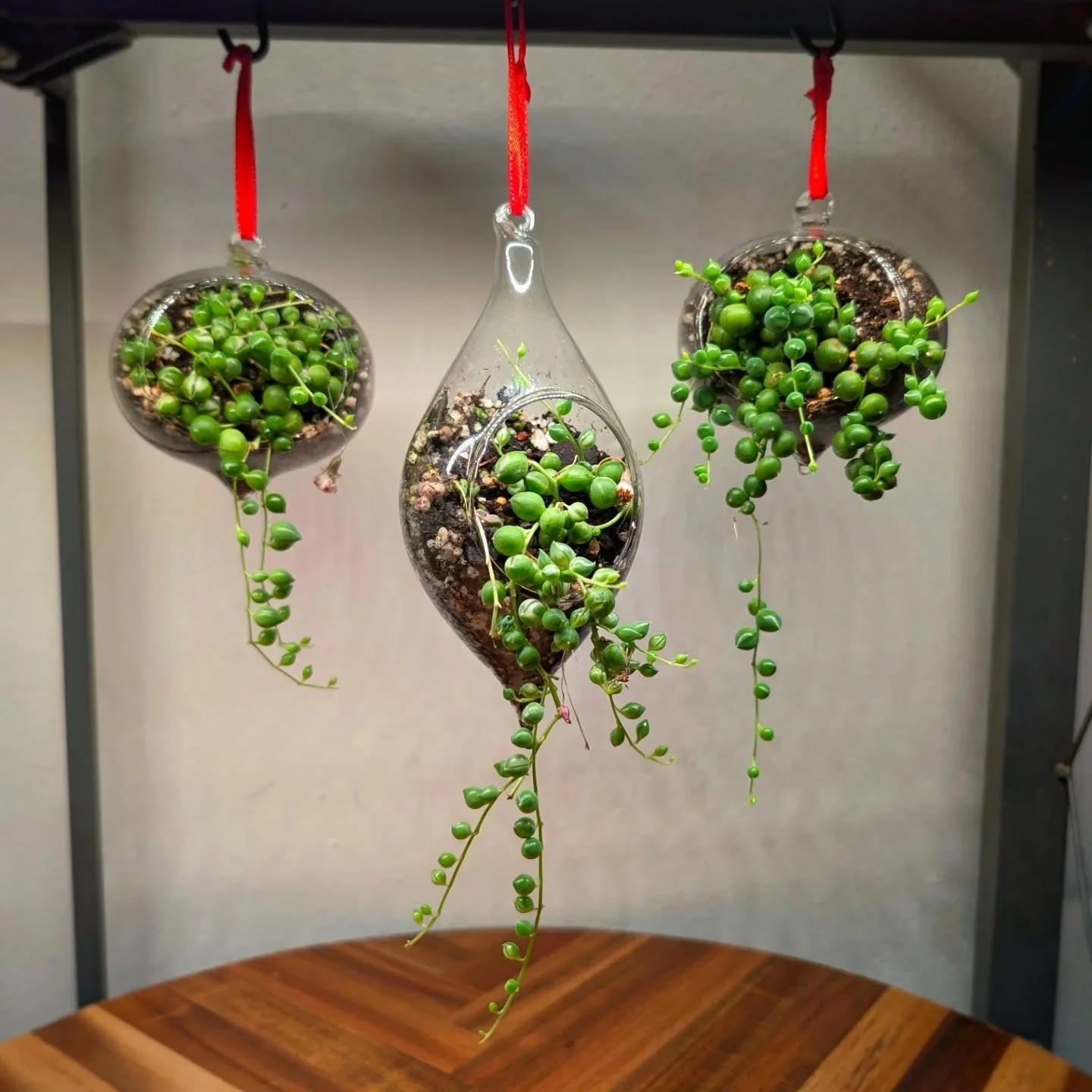 String of Pearls love bright light, dry roots, and a little patience 🌿

These trailing beauties are thriving under the grow lights and putting on some serious length.

Perfect for shelves, windows, or hanging displays.

#stringofpearls #houseplantcl