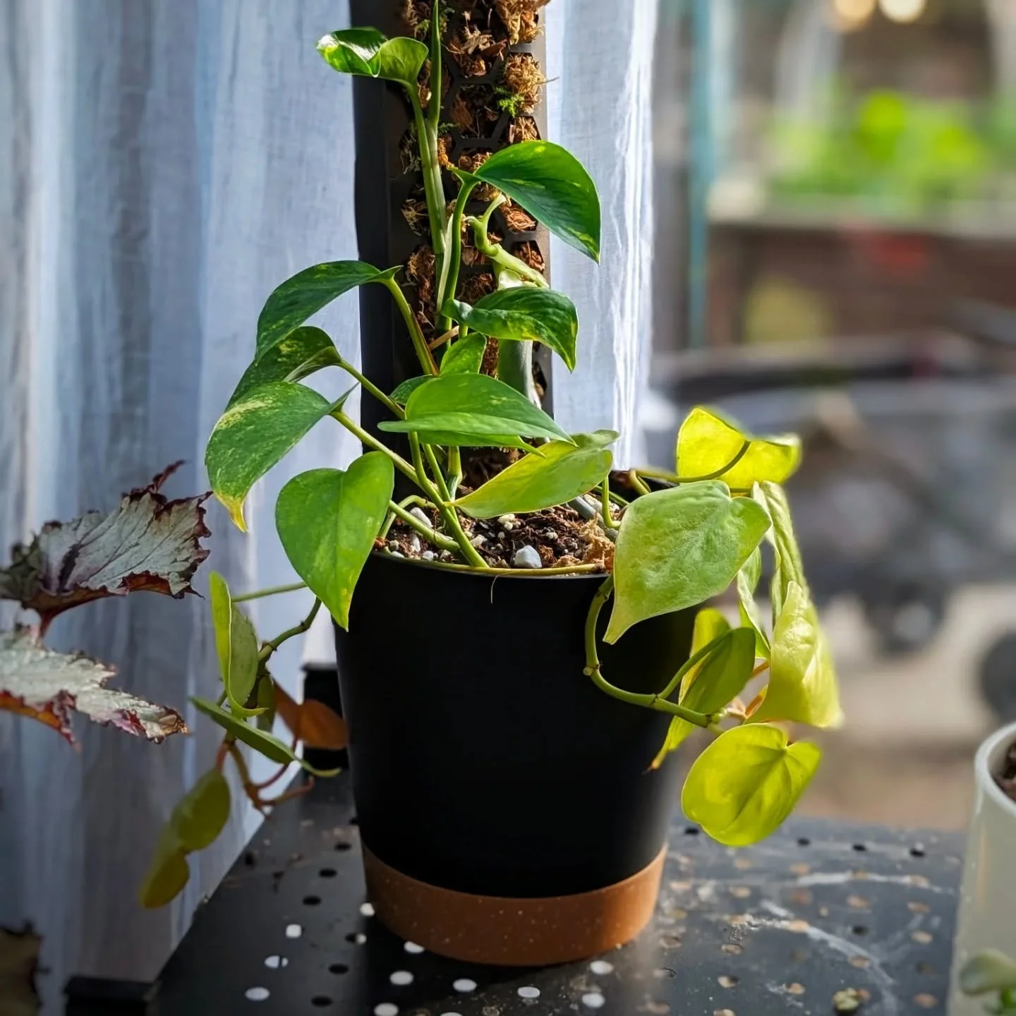 Pothos- a perfect plant for those with less than green thumbs! These guys can survive most light conditions, will trail and climb, and the addition of the self watering pot means you can set it and forget it! 

✨ Available at our upcoming market @flu