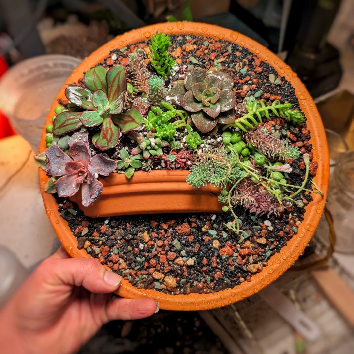 I can't seem to ever throw broken pots away so here's my reason for saving - a little terracotta succulent garden 😁 

#planthoarder #salvageart #succulents #succulentarrangement #propagationstation
