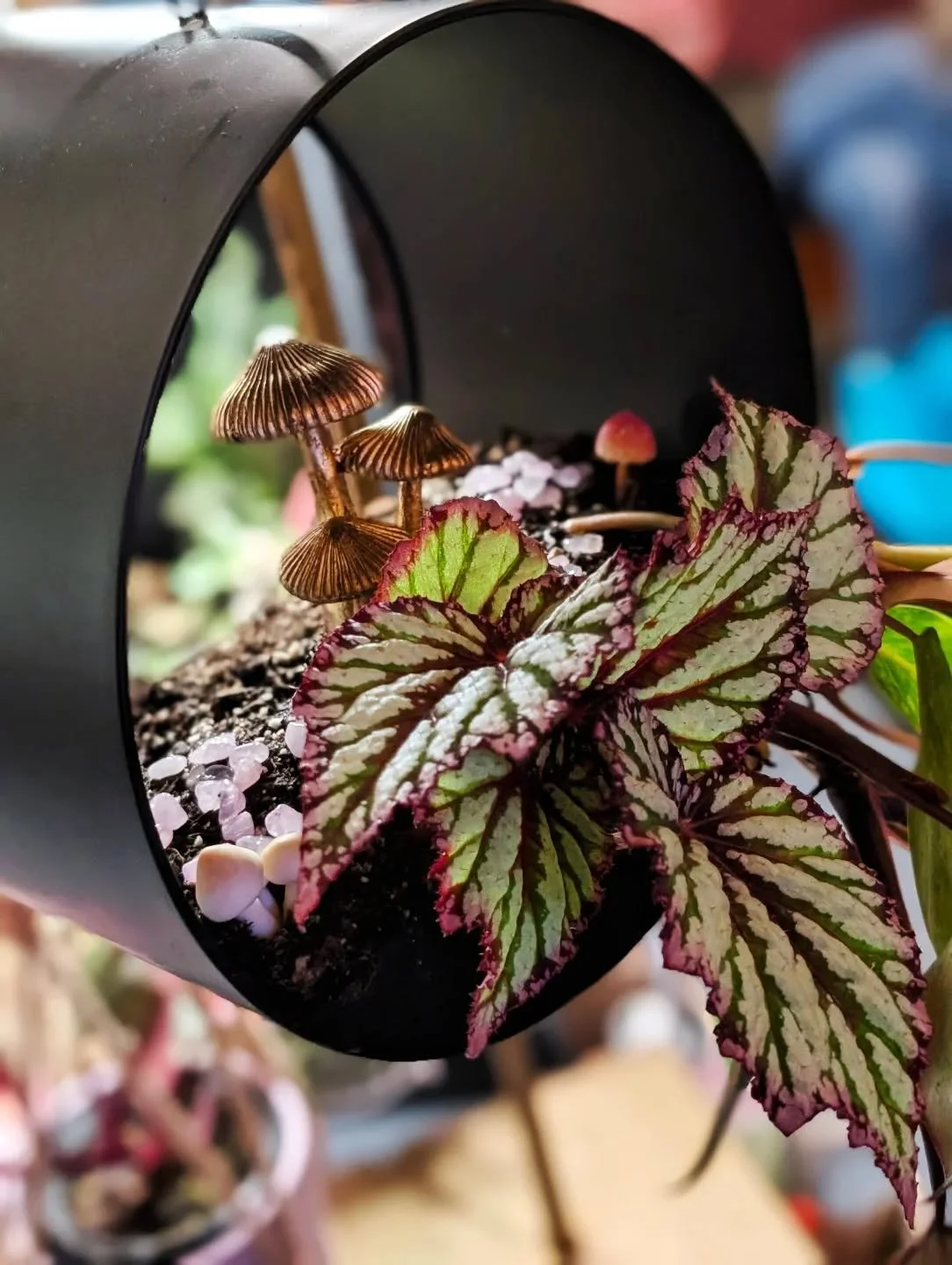Take a moment and admire these striking begonia leaves! 

You&rsquo;ll find Propagation Station at @themarketpdx at Lloyd Center this weekend &mdash; vendor-less + self-serve, so you can browse 120+ booths at your own pace.

Terrarium-style planters,