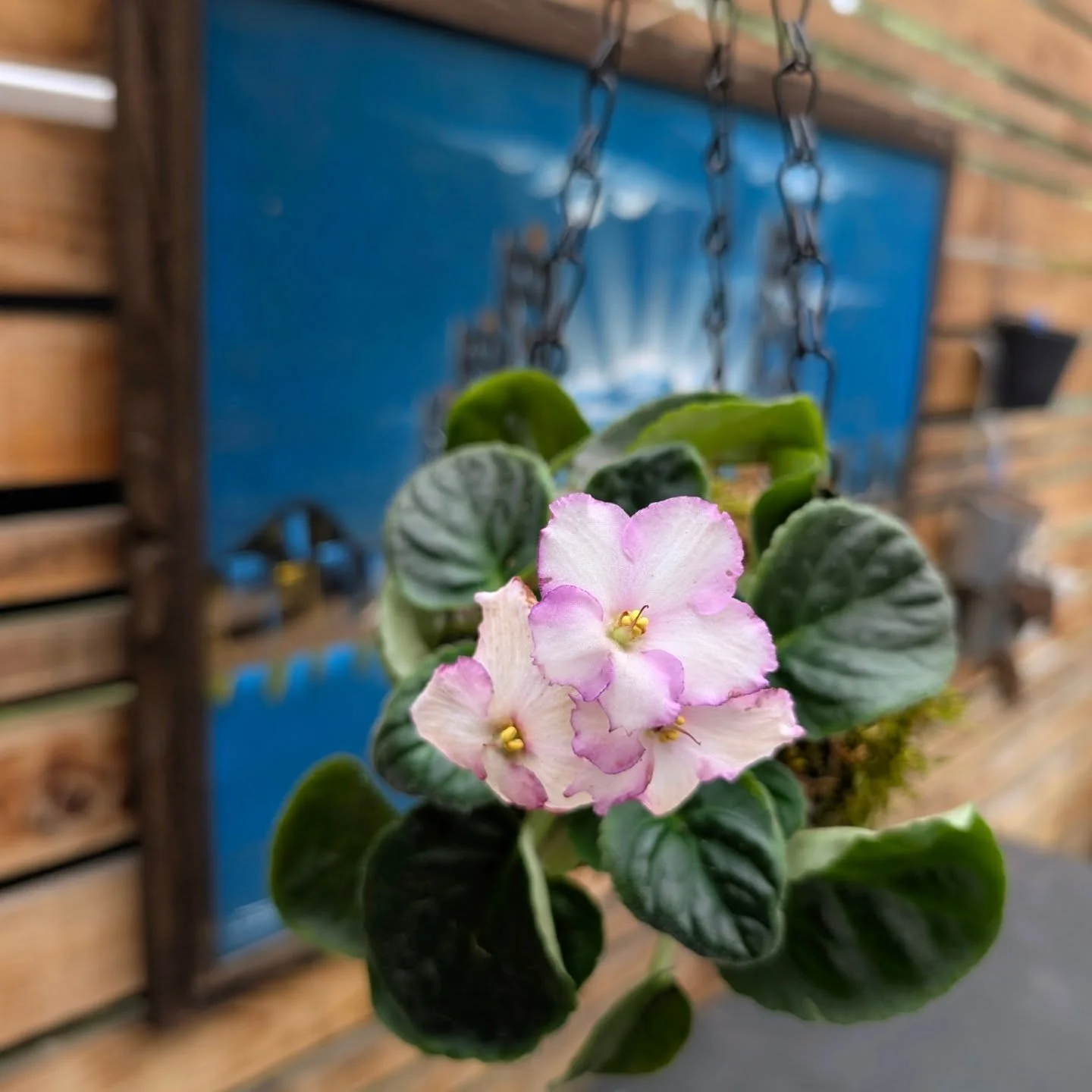 A few spring bloom kokedamas - aren't they cute?! 

#africanviolet #kokedama #planterideas #hangingplanter #springflowers