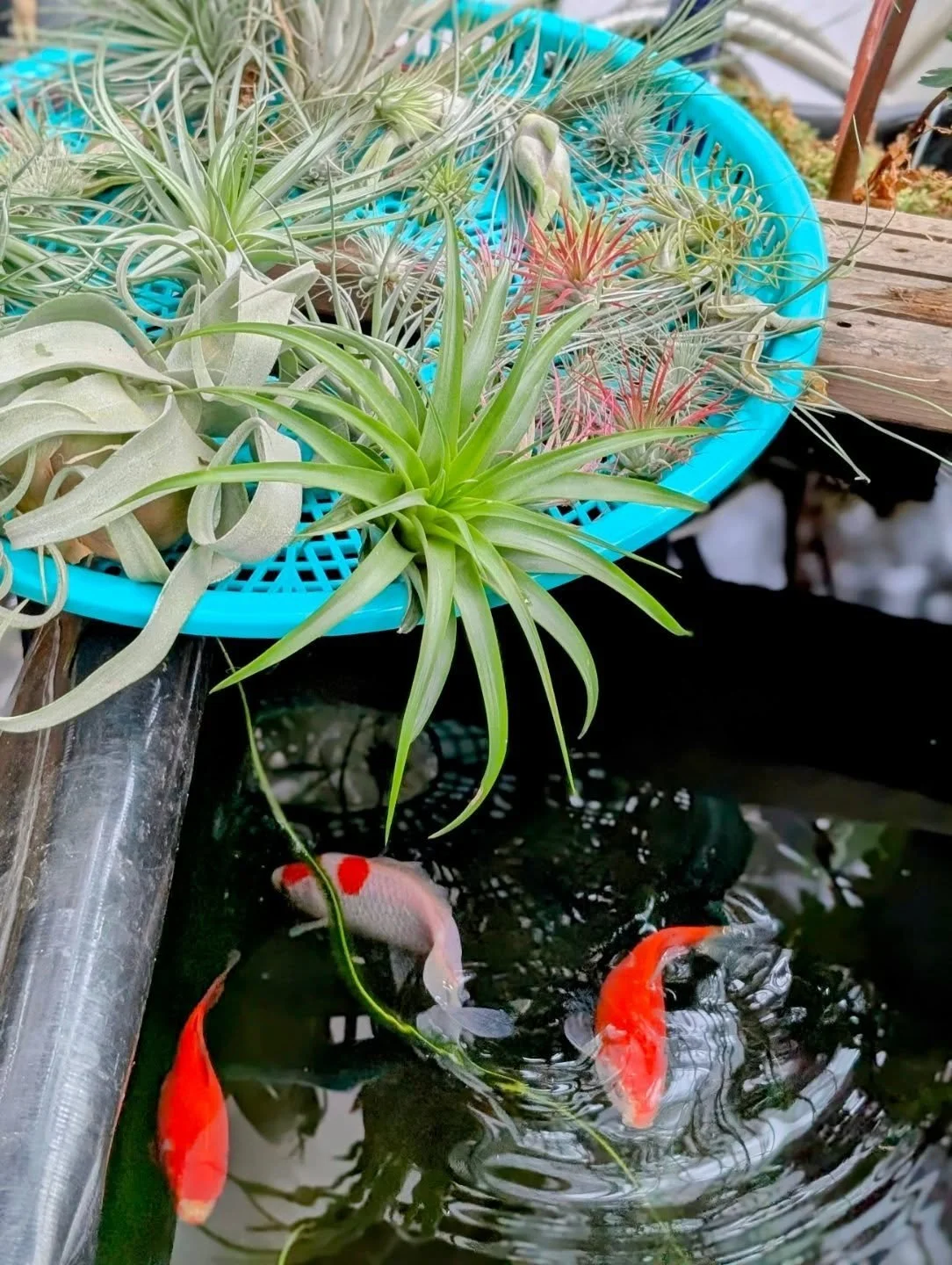 A little walk down to the greenhouse always helps to reset my brain. I realized yesterday with the airplants on this screen I can just float the whole thing in the fish pond for their weekly watering- tada! 

#airplants #indoorpond #goldfish #greenho