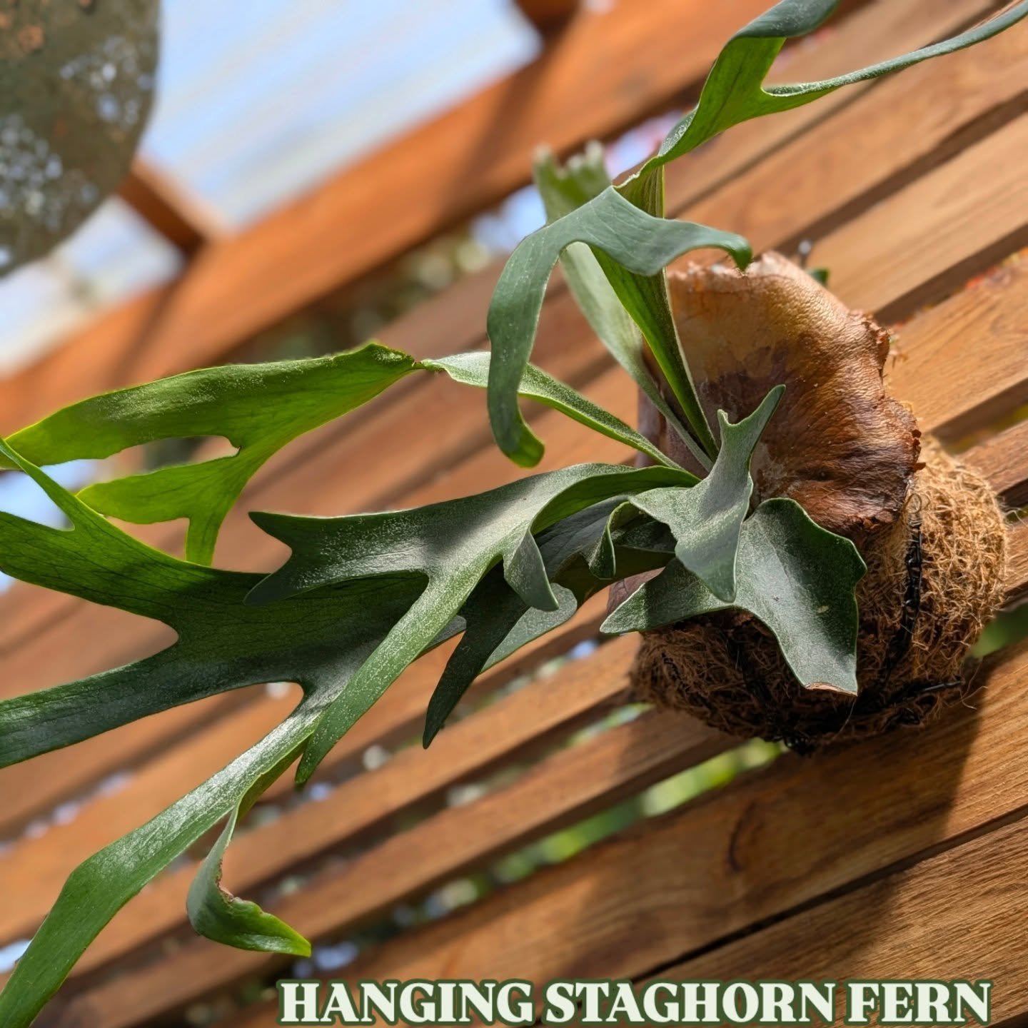 Hanging Staghorn Fern - ready for your summer patio ✨

Some may find these ferns intimidating, but I promise they're pretty easy!  They like a nice bright location (perfect for a shaded patio) and a dunk/soak when the moss feels dry.  Add liquid fert