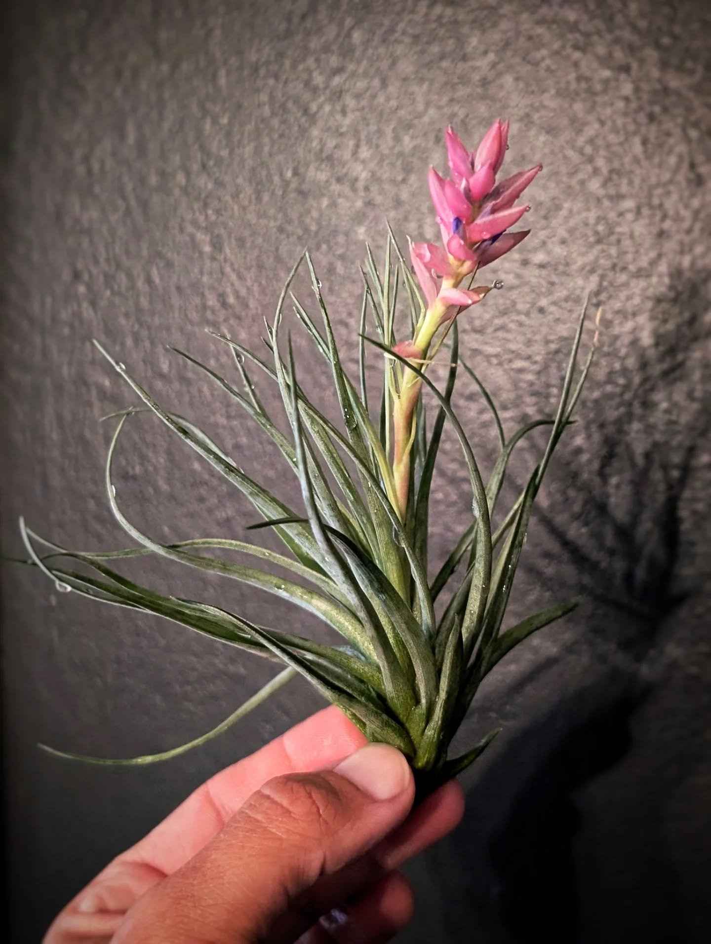 What a fun surprise to find while watering! I feel like such a rockstar plant mom when I get an air plant to bloom 🙌

Blooming Air Plants | Plant Mom Win | Houseplant Love